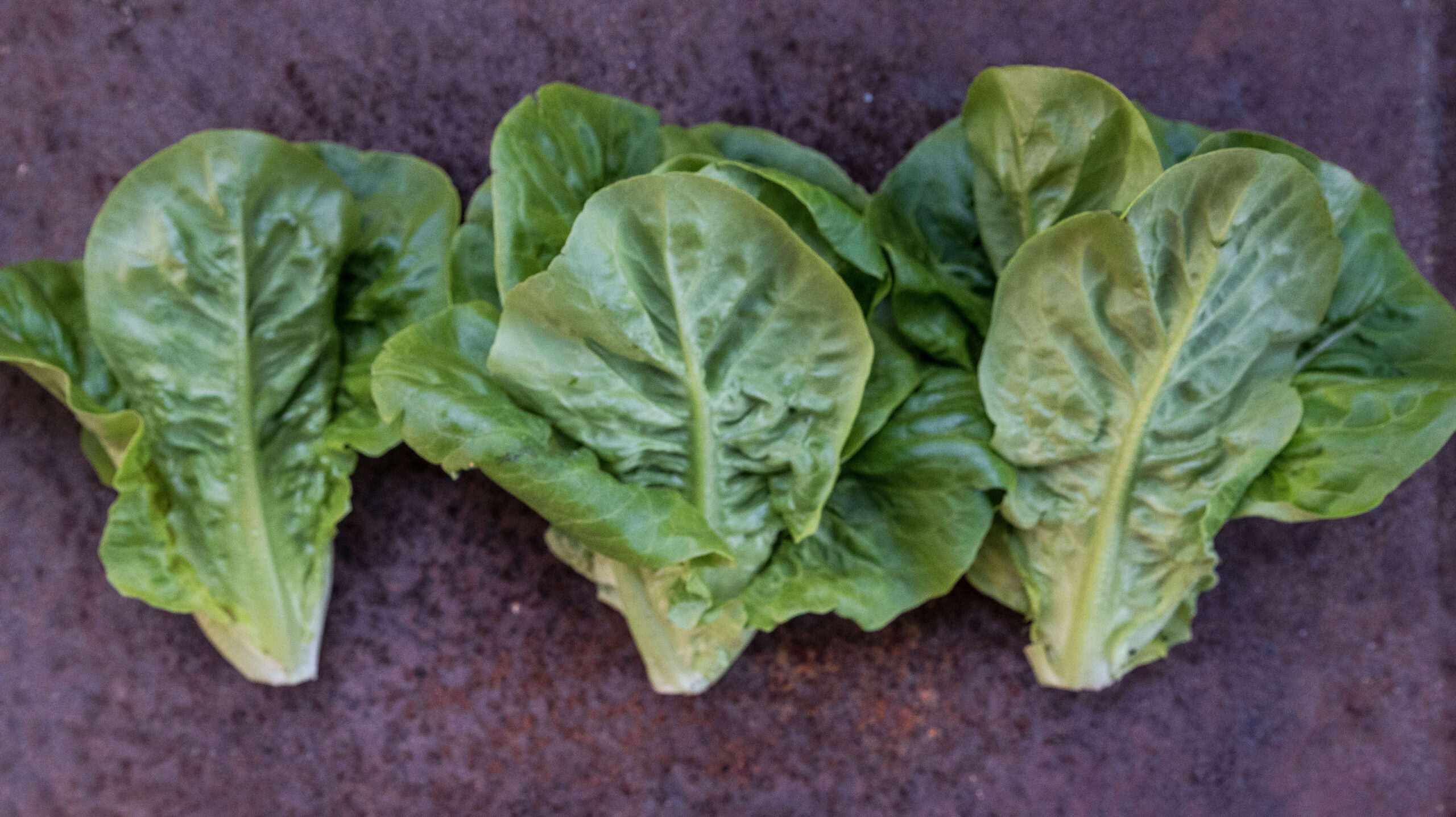 Little Gem – årets godaste sallat!