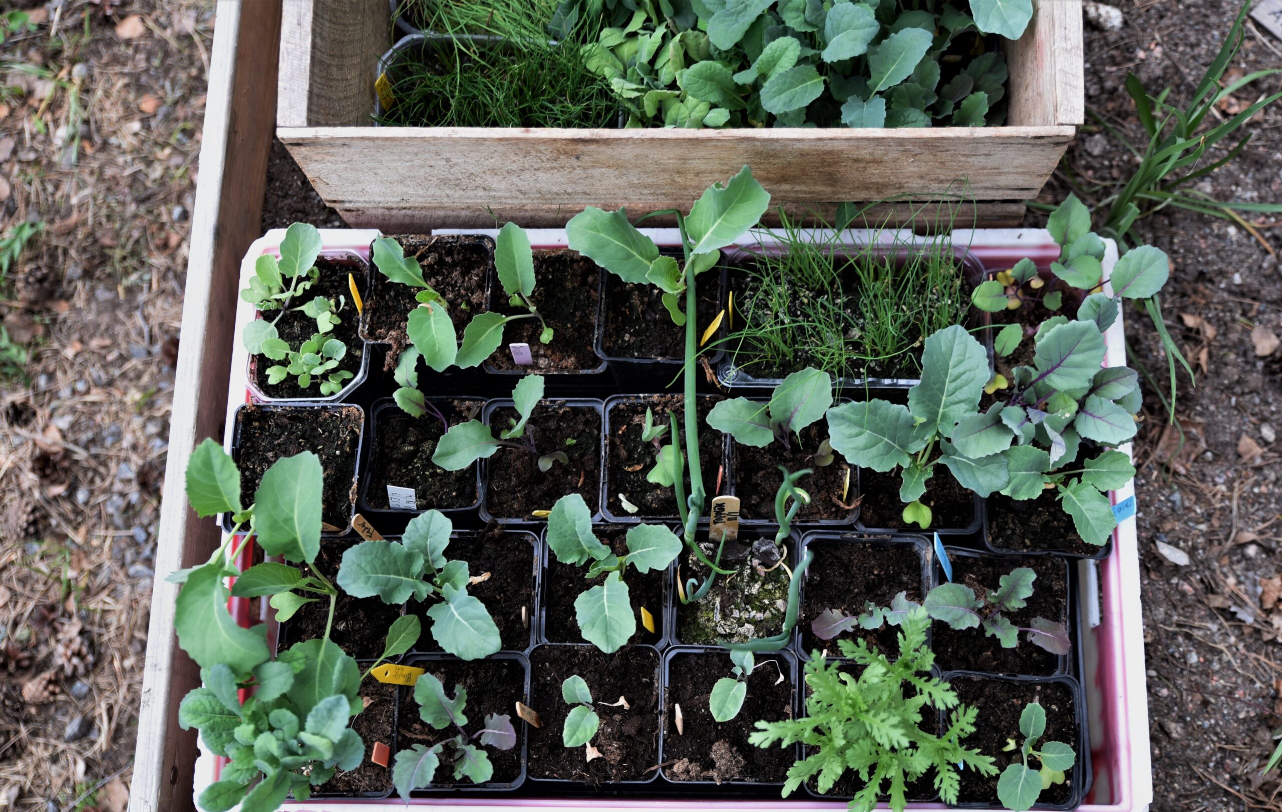 Ordna en köksträdgård på ett kick