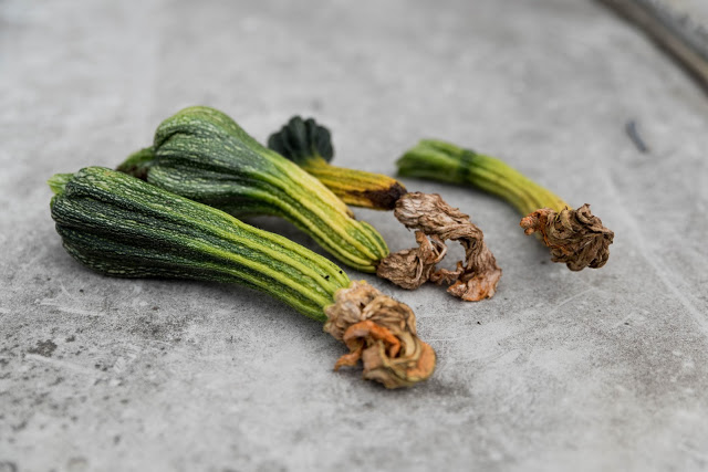 Zucchinifrukterna skrumpnar