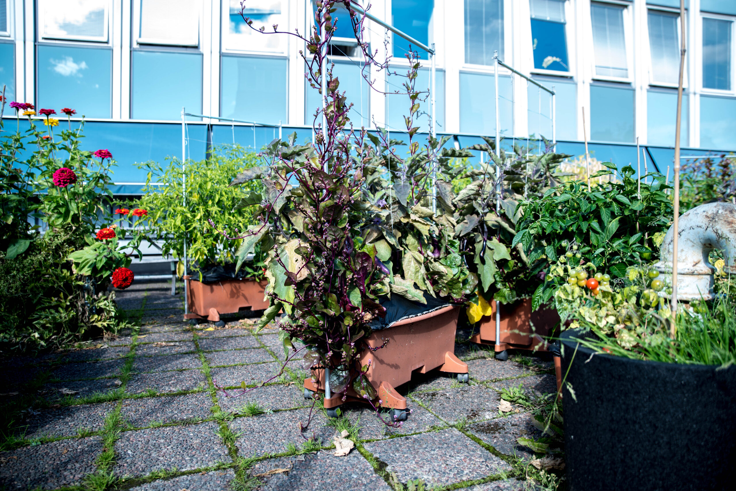 Föreläsning på Takfarmen 26 augusti