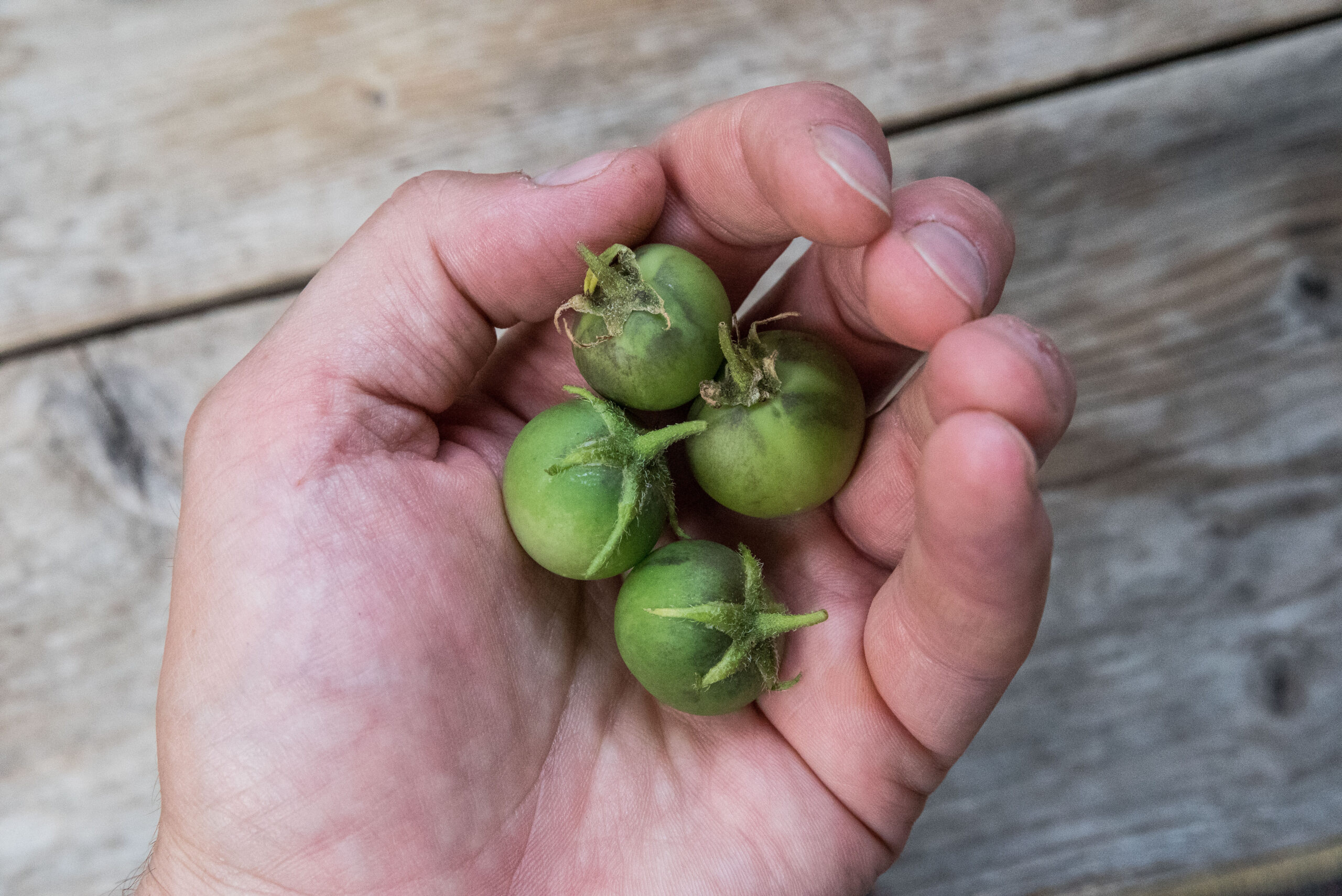 Odla potatis från frö