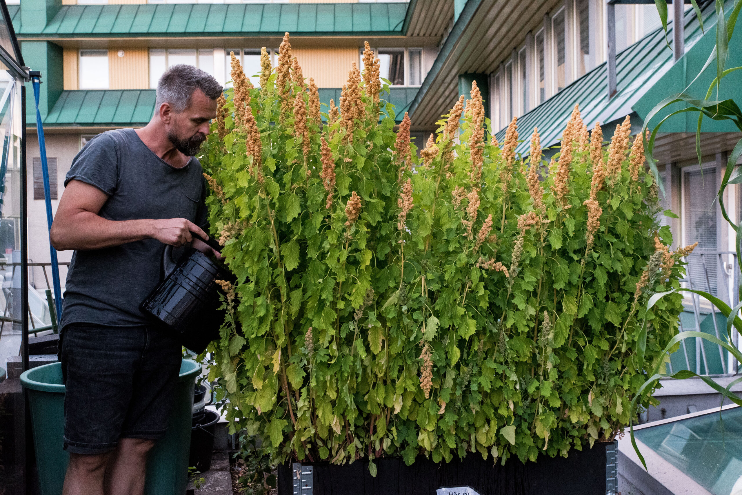 Quinoan växer så att det knakar