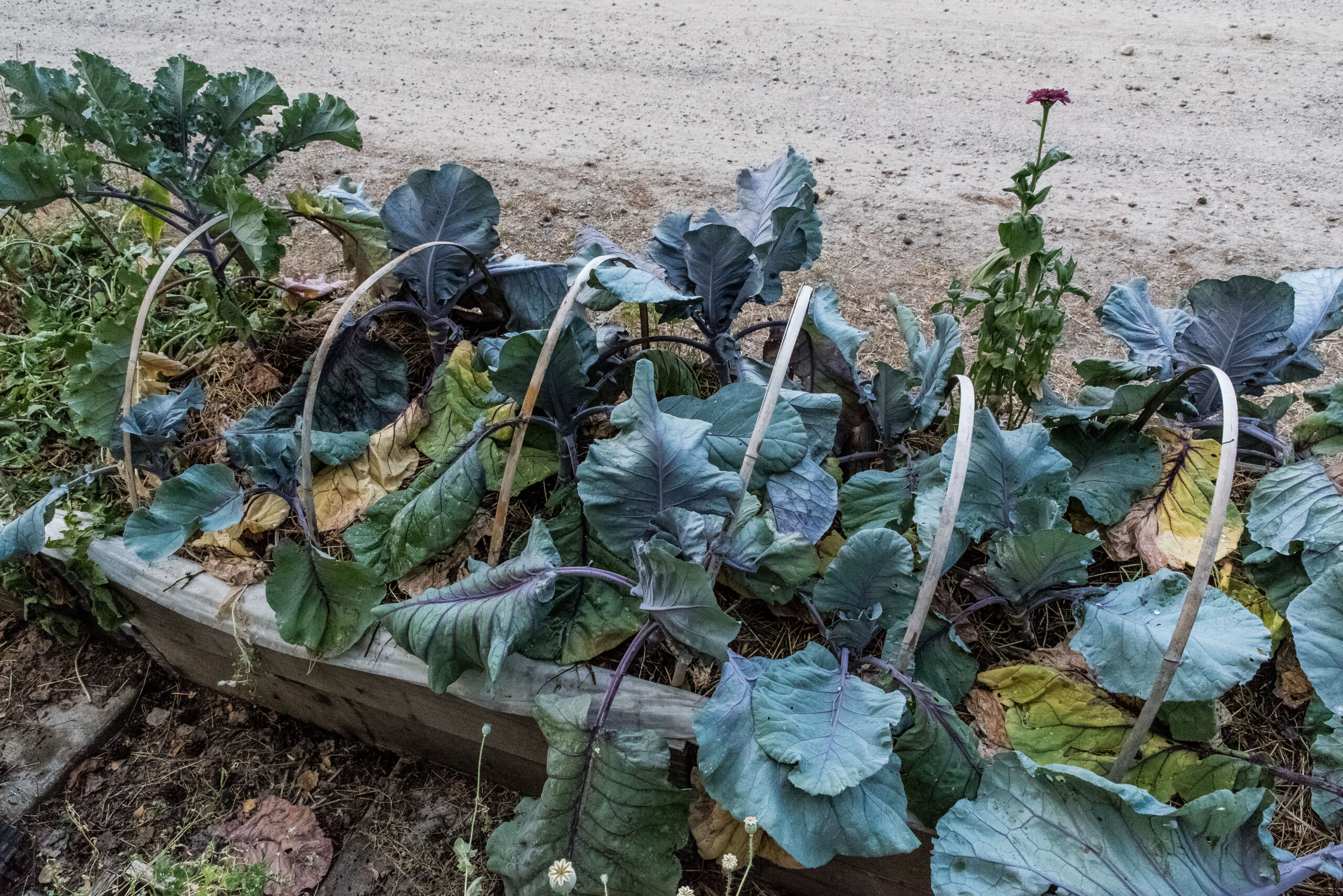 Vilka plantor ska dö i torkan