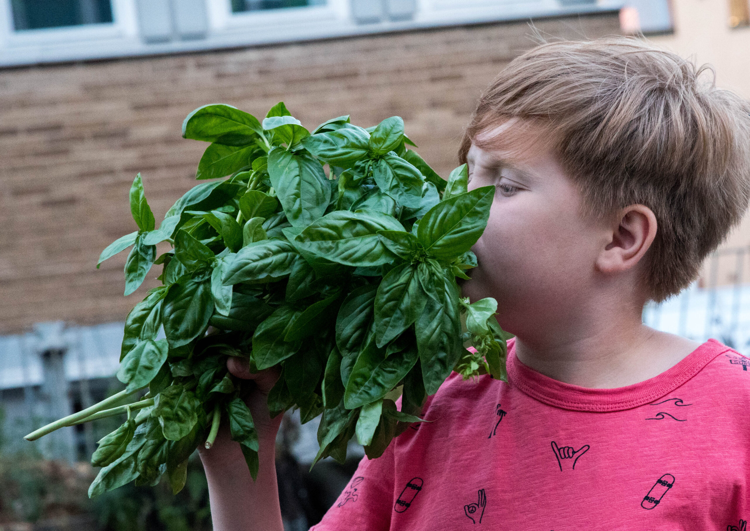 Skörda basilika hela sommaren