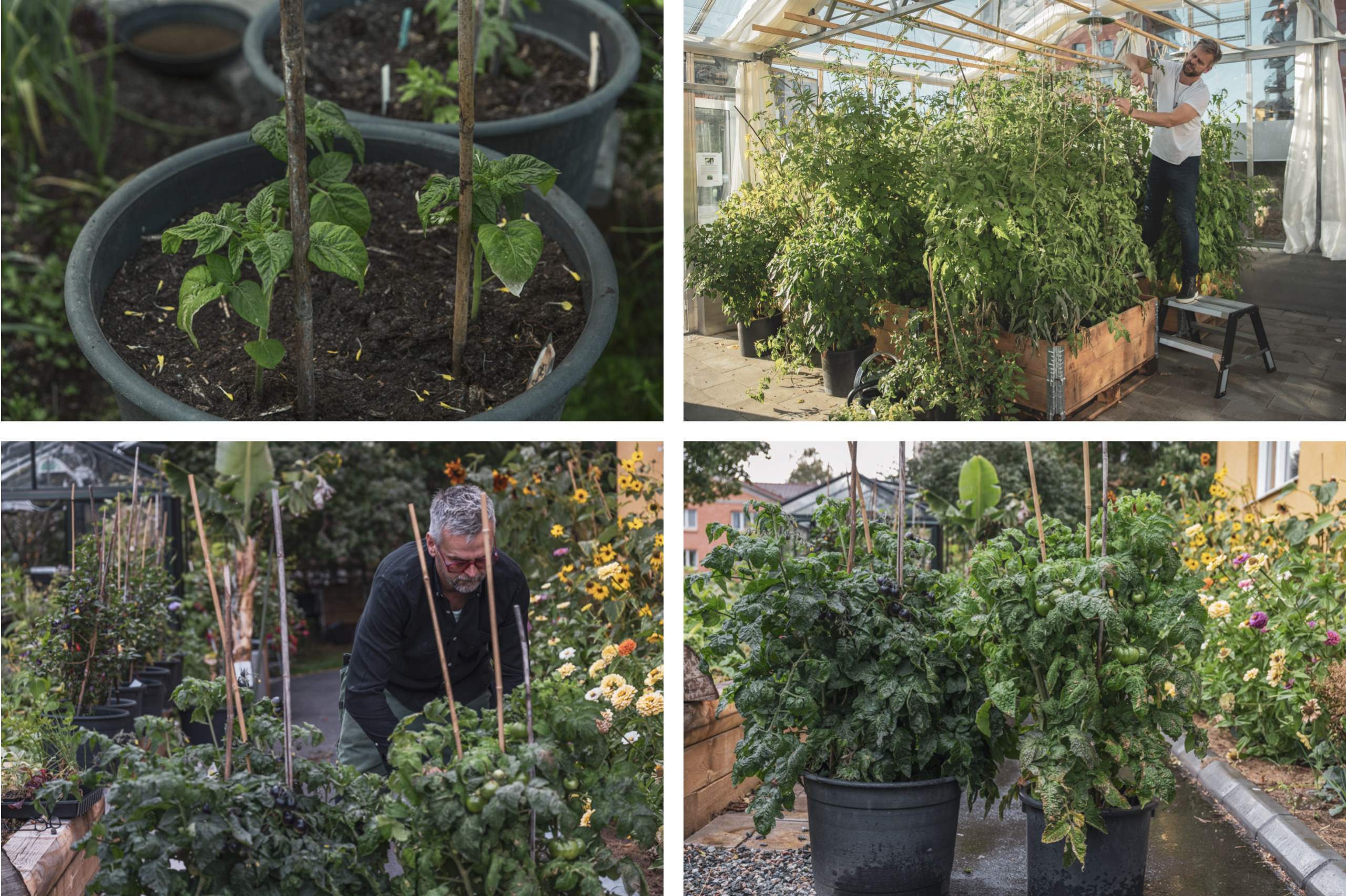 Binda upp tomater – så stöttar vi våra tomatplantor