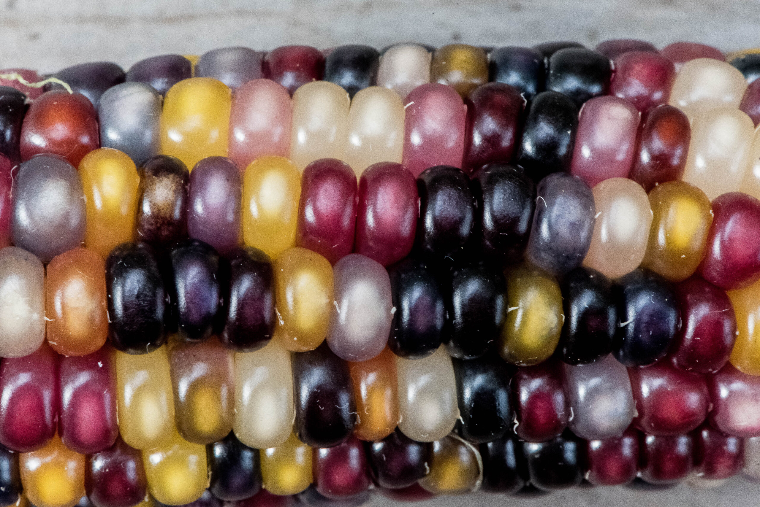 Vi odlar popcornmajs