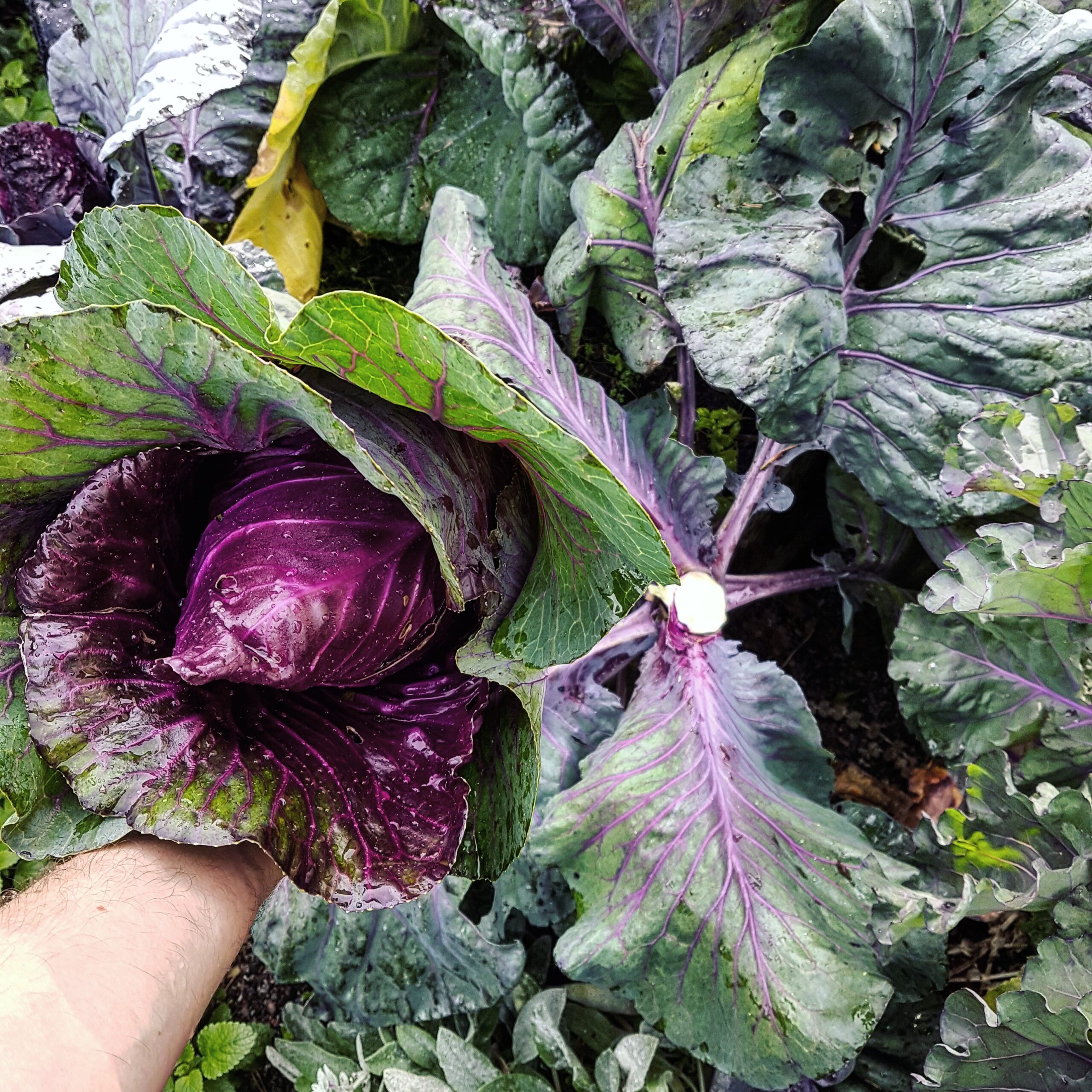 11,5 kg kål på en kvadratmeter