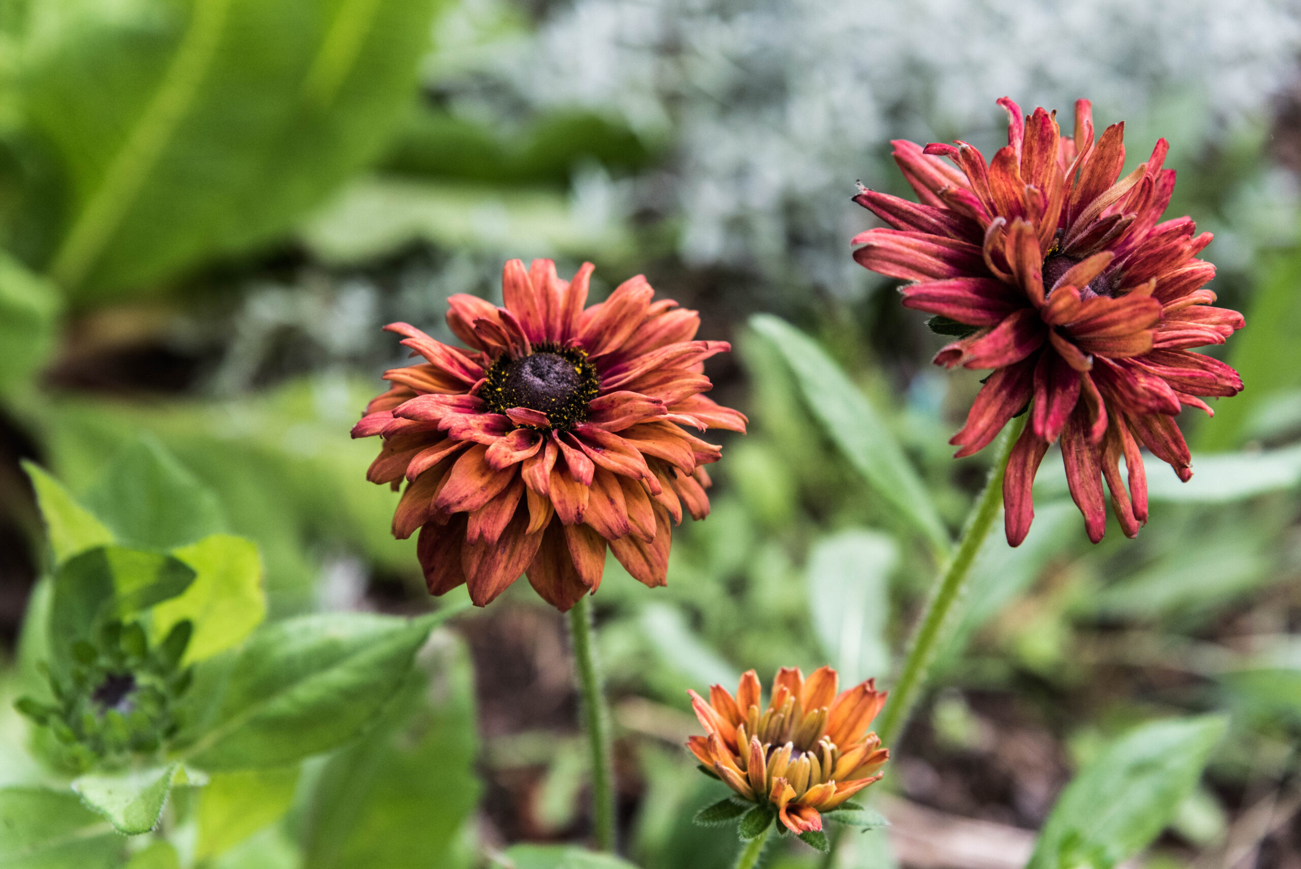 Tre nya favoritblommor