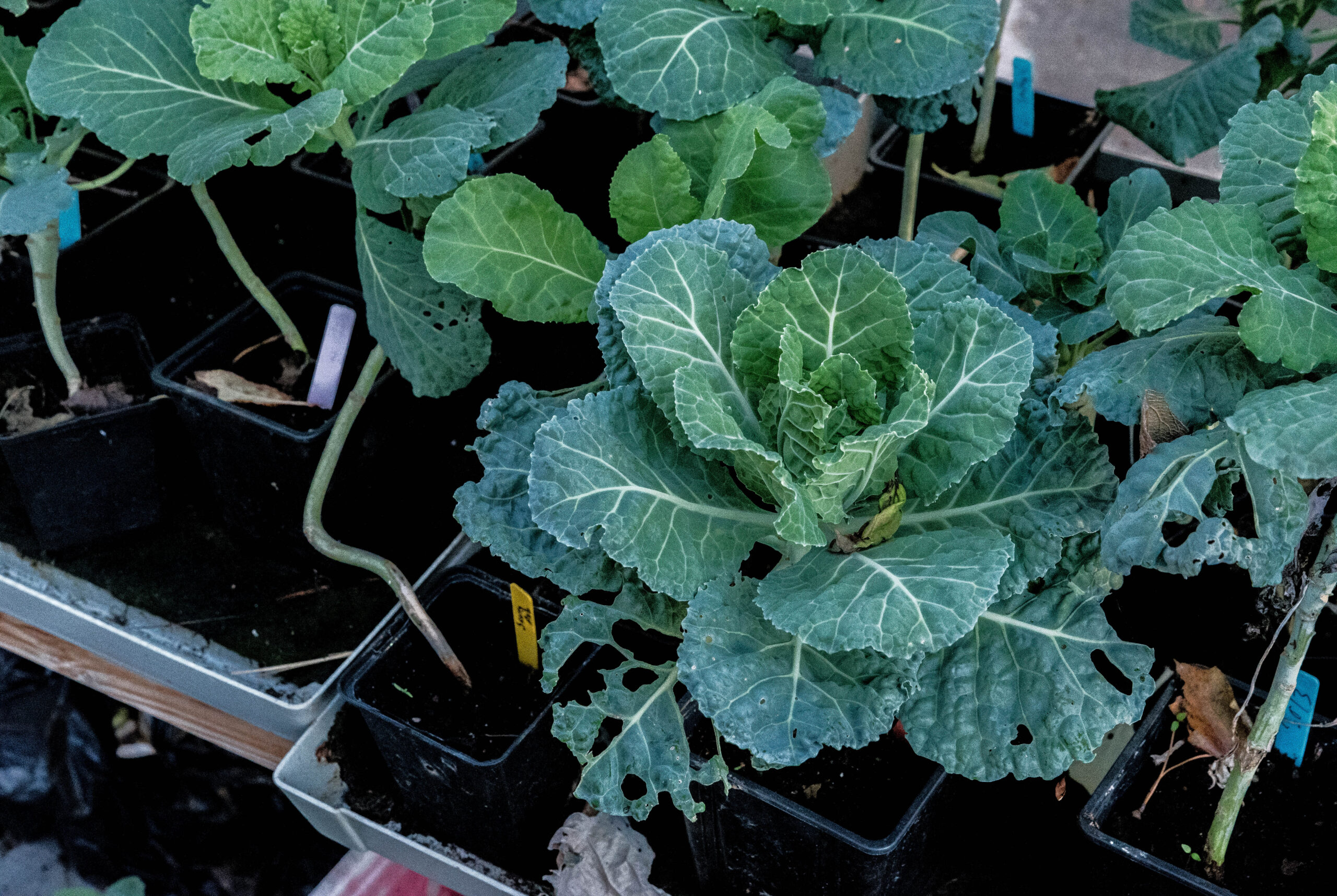 Bonsaikål är vår vinterlyx