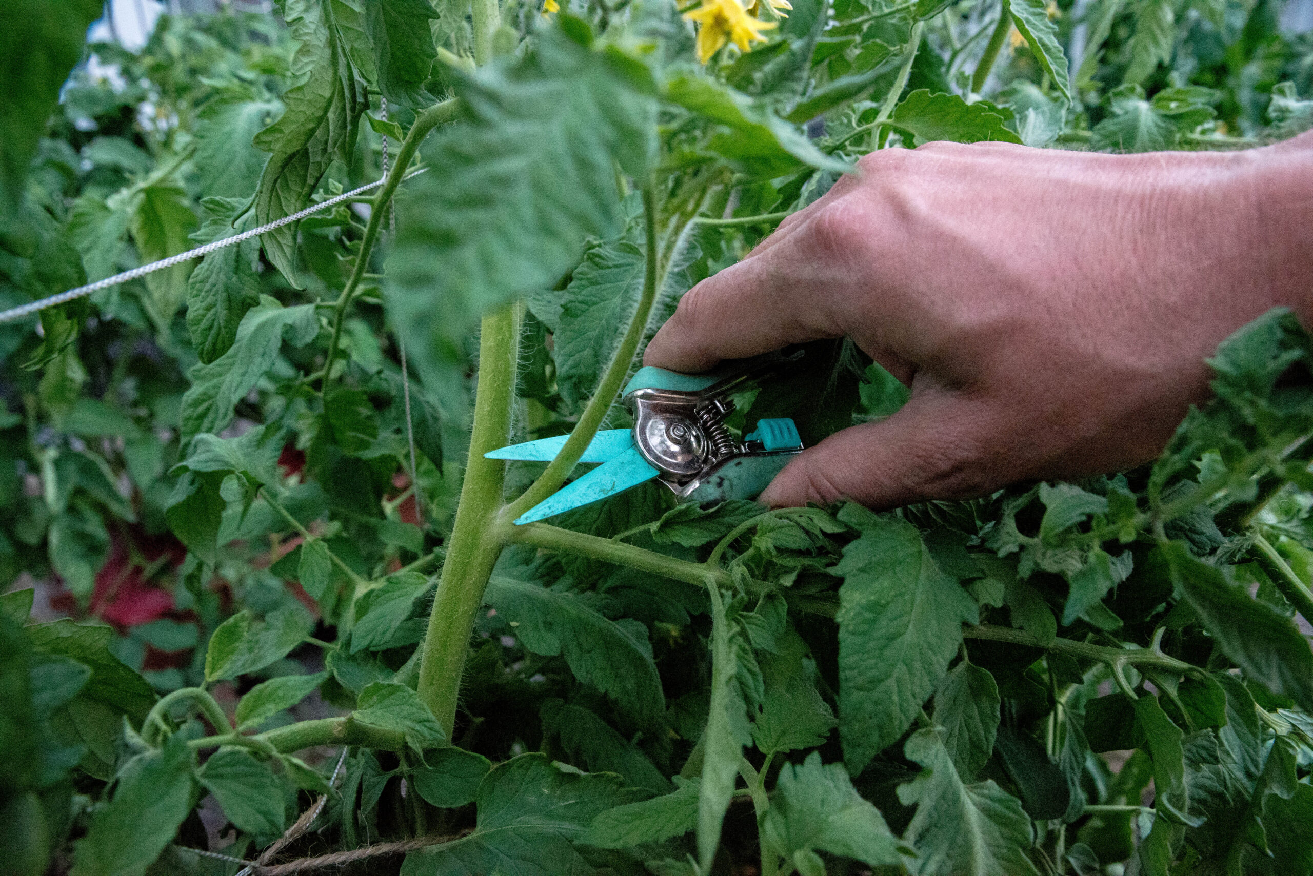 Övervintra tomater- sticklingsföröka
