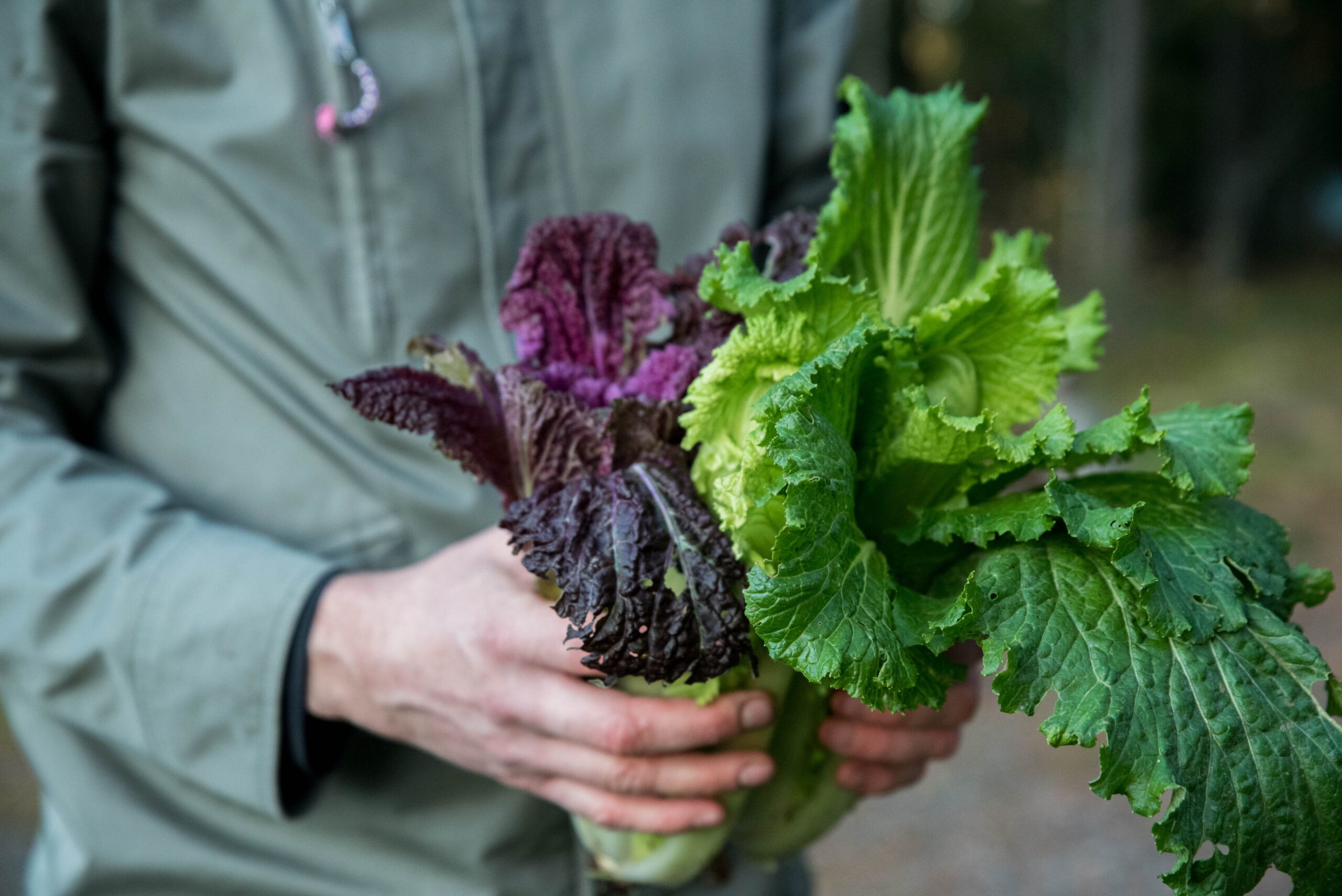 November i grönsaksodlingen