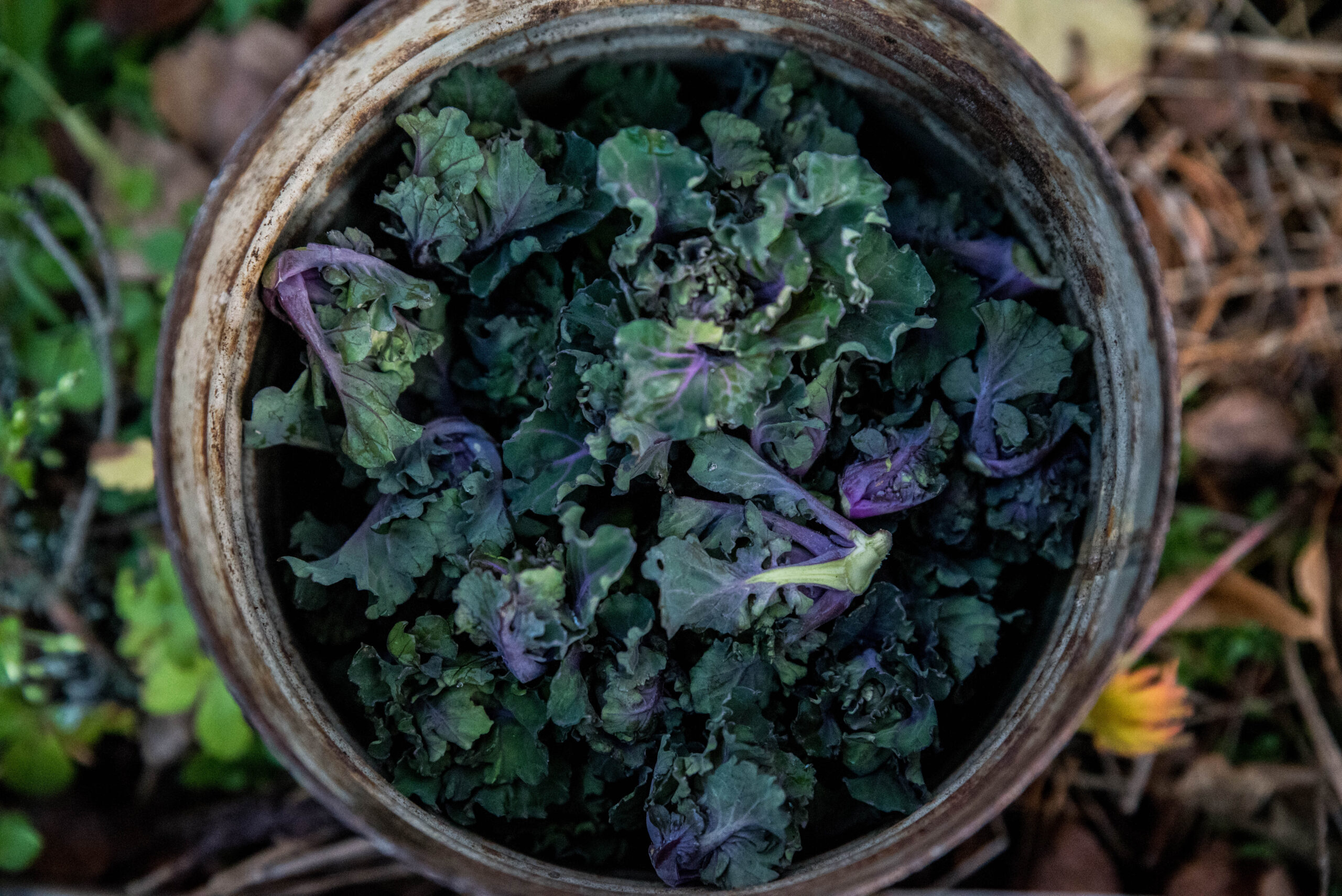 Odla rosettkål – från sådd till skörd