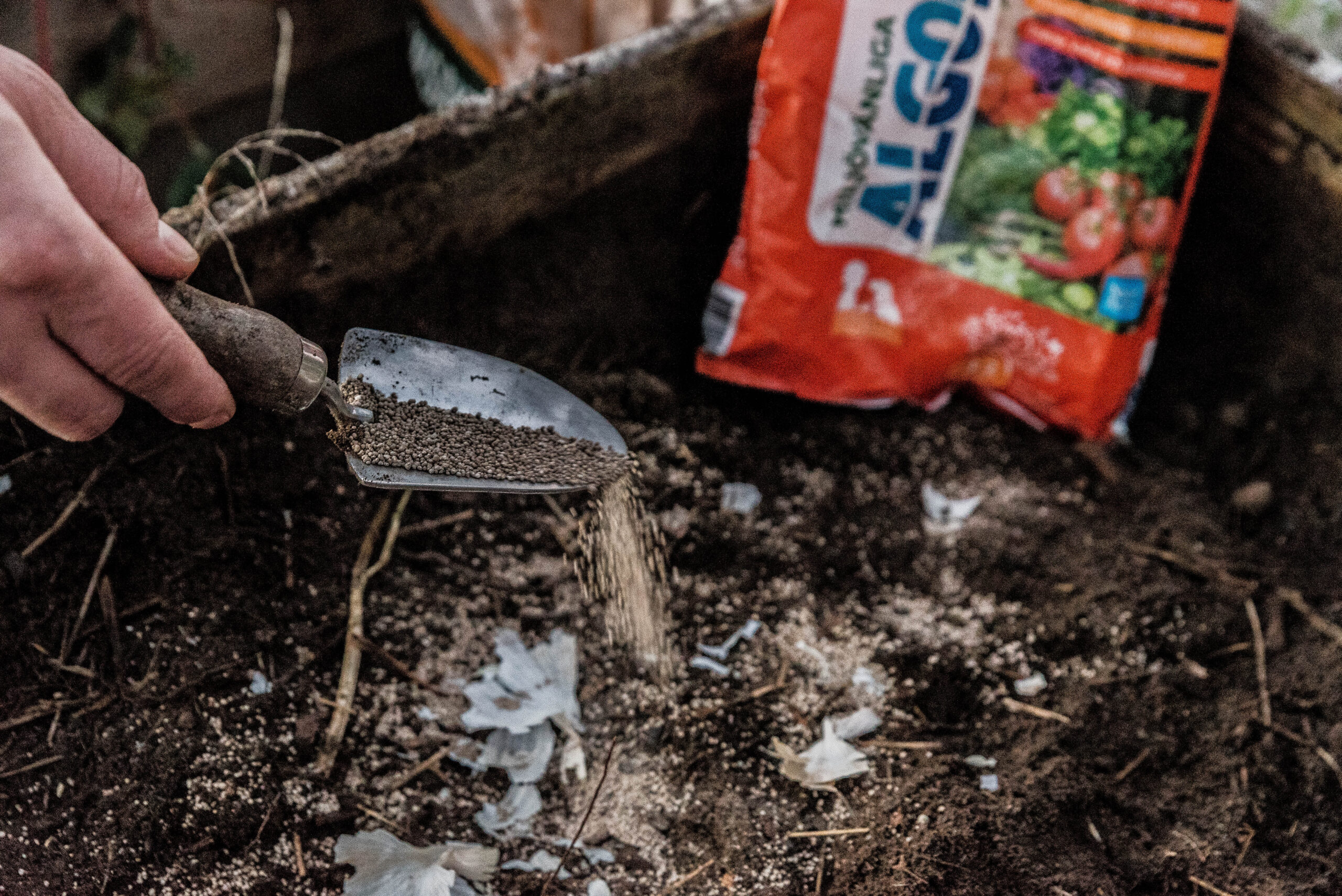Gödsla vitlöken vid planteringen