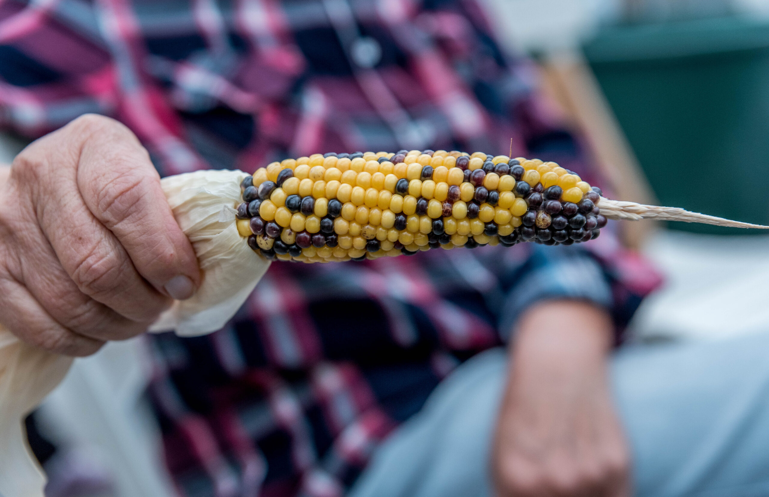 Pollinera majsen – viktigt för att få fina kolvar