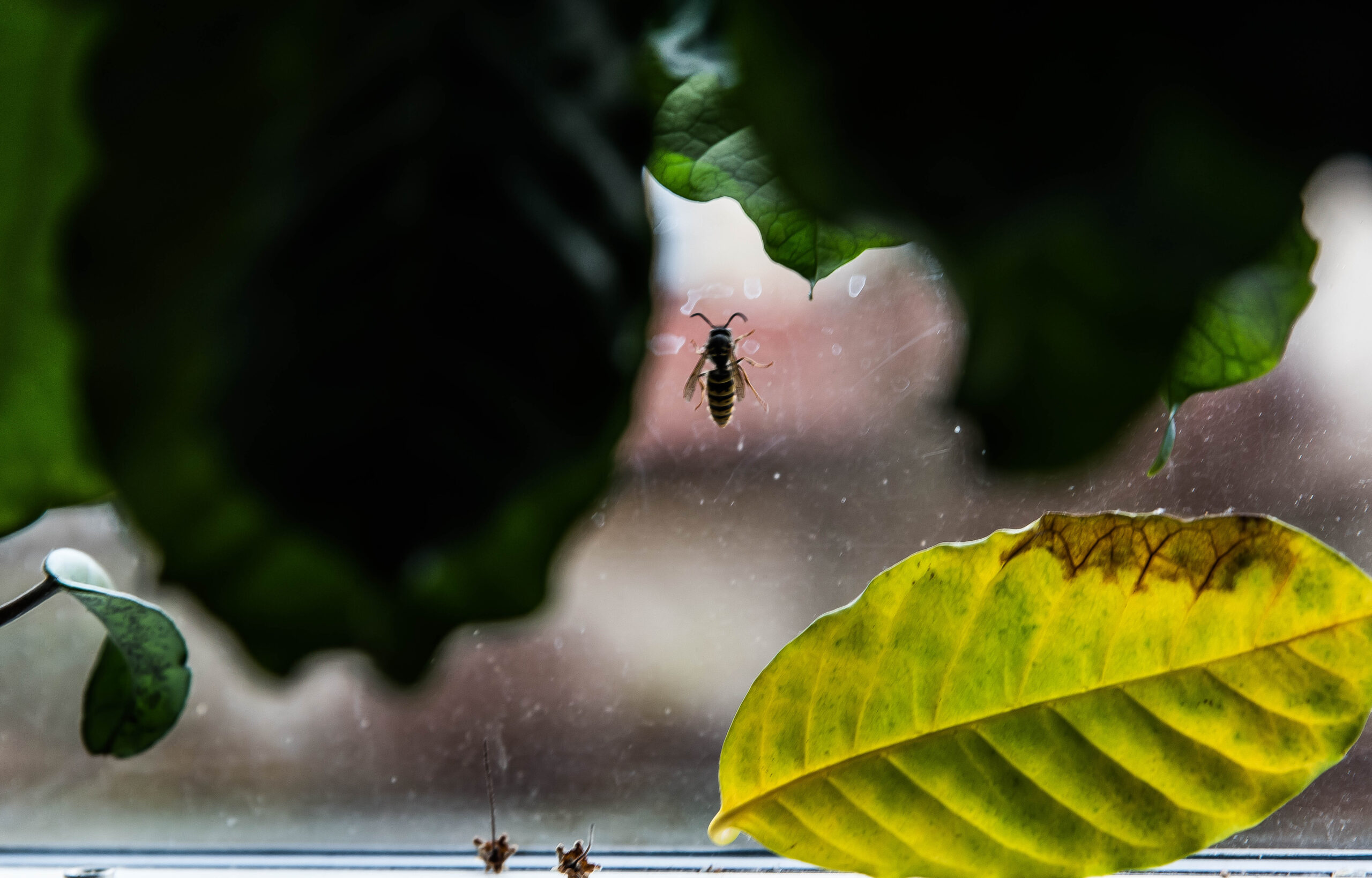 Vi använder getingar