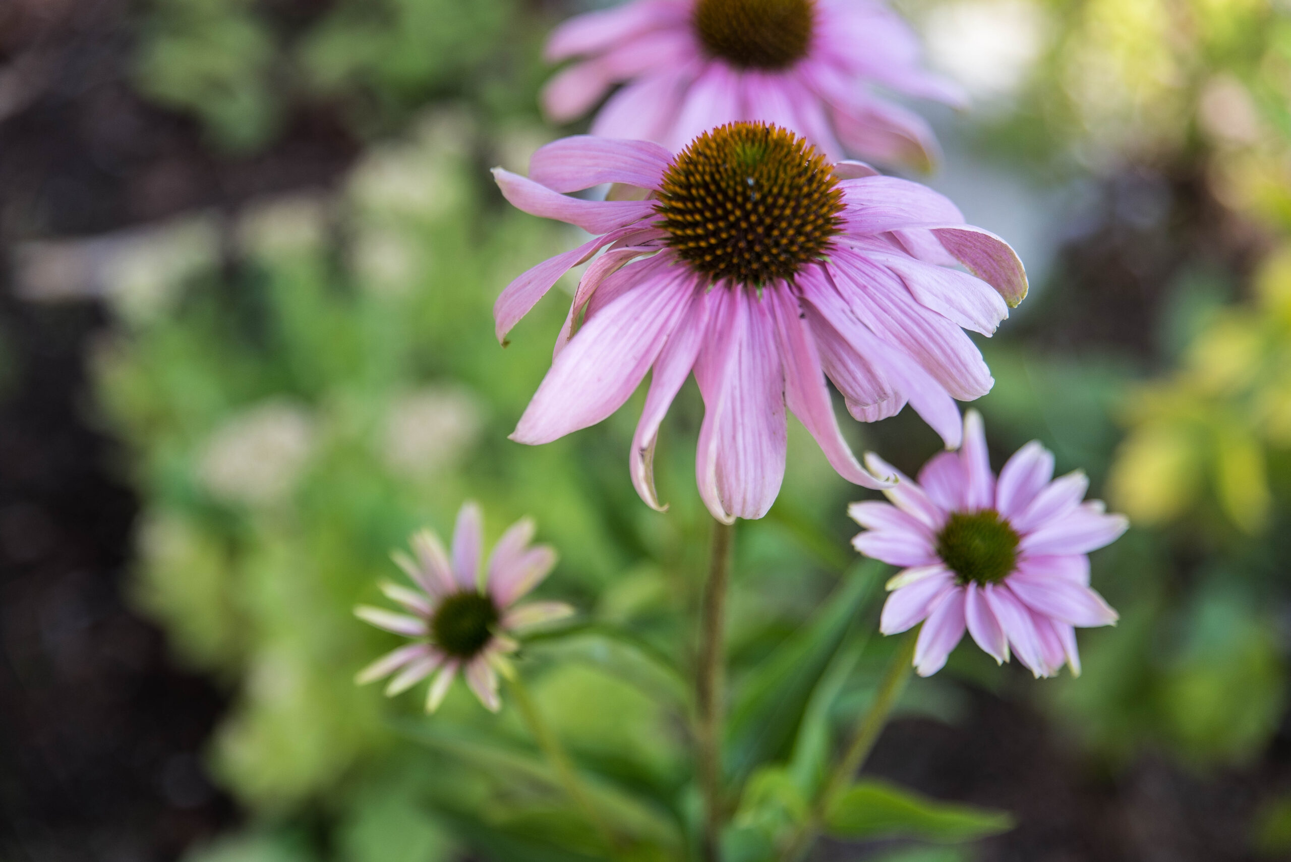 Echinacea purpurea – den vackra men omöjliga blomman