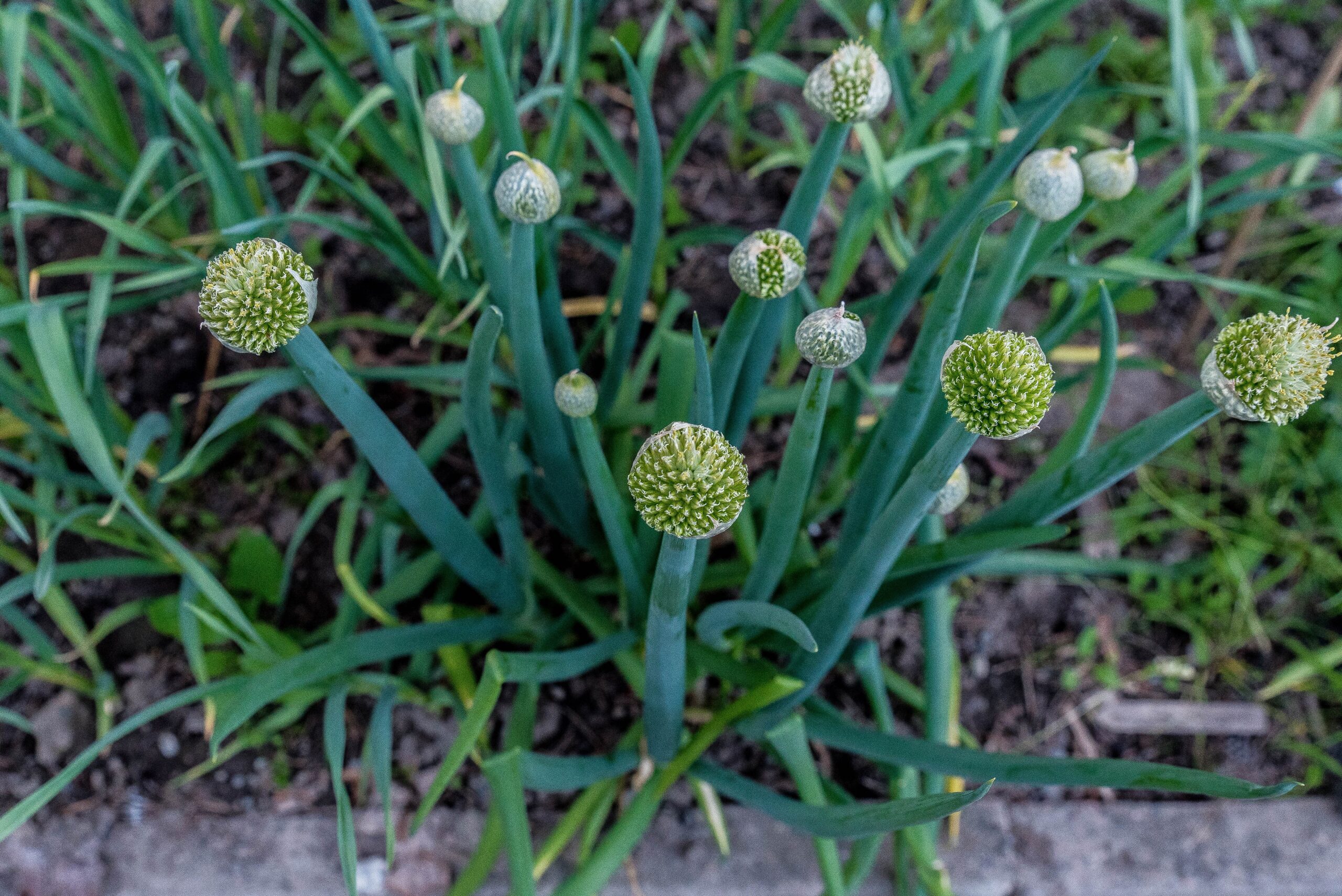 Vintersådd piplök och gräslök