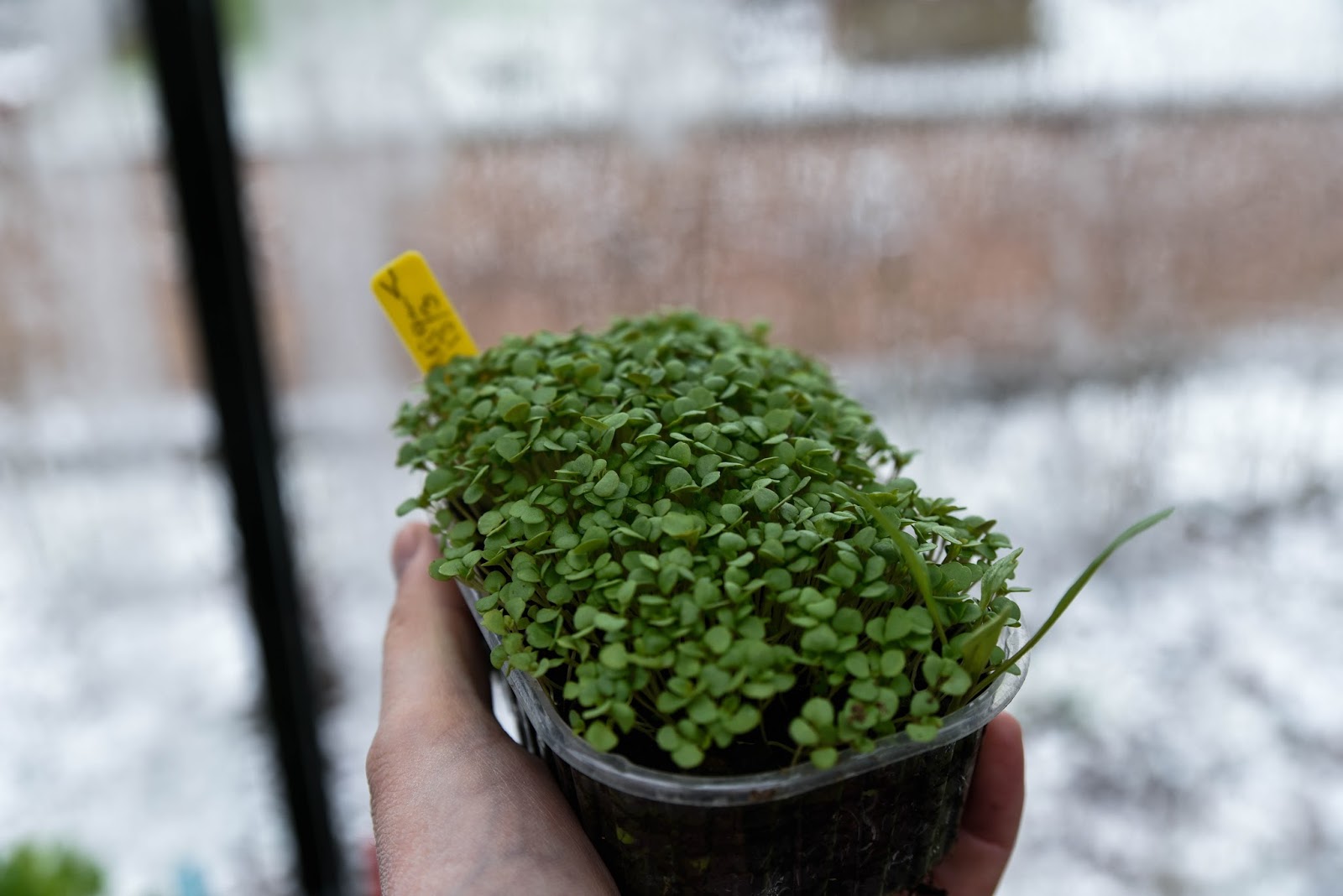 När ska man starta sina vintersådder?