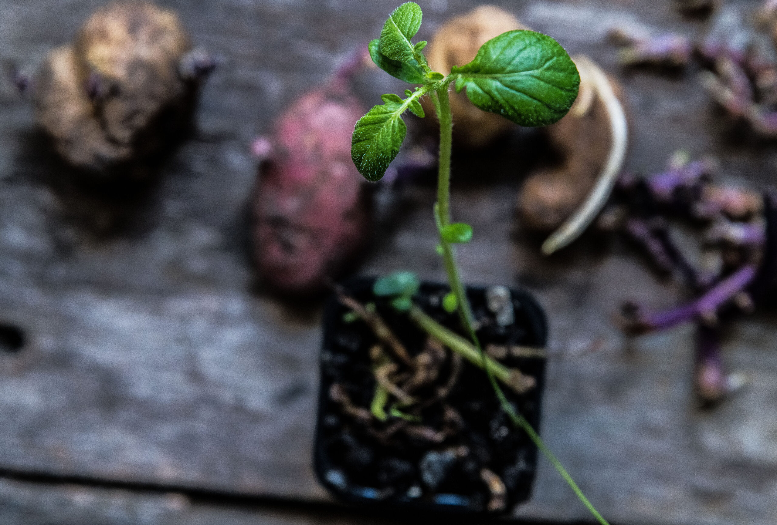 Plantor av potatisgroddar