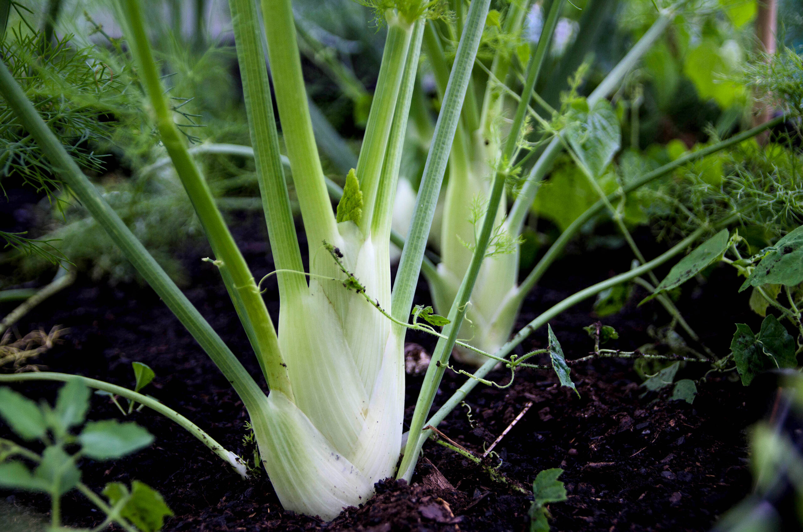 Odla fänkål – från sådd till skörd