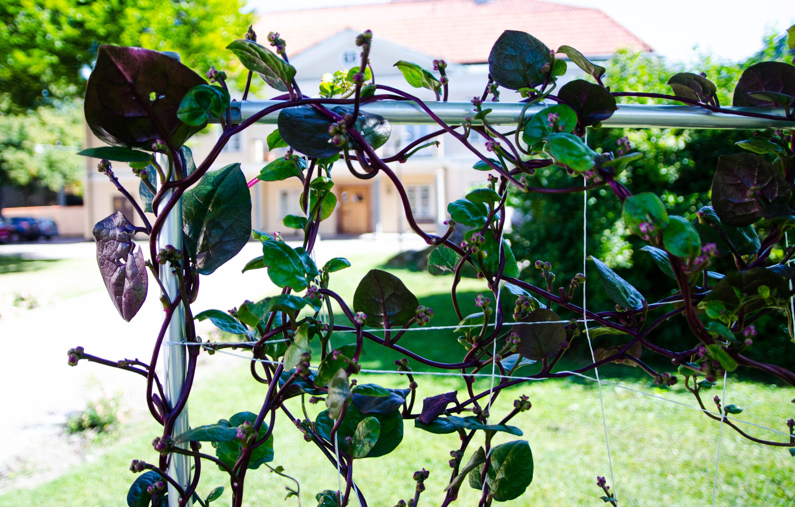 Malabarspenat – en slingrande läckerhet