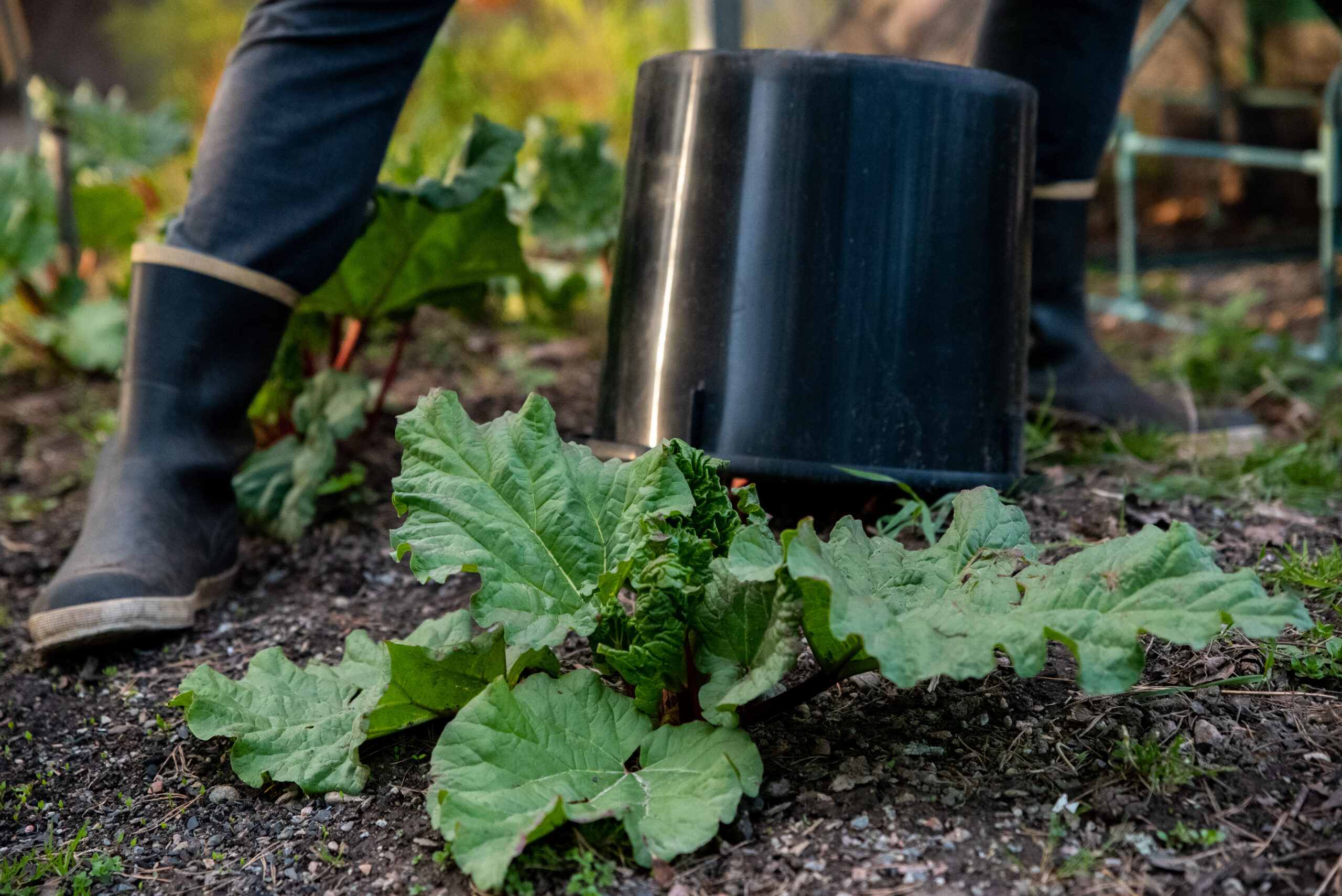 Glasrabarber – vårens lyxigaste dessert du inte vill missa