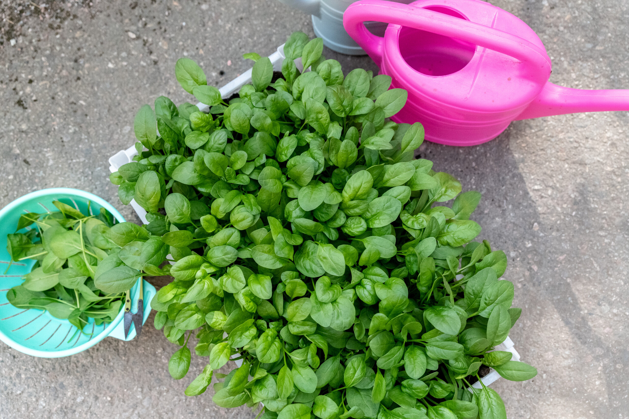 Spenatfrossa – våra bästa spenatrecept