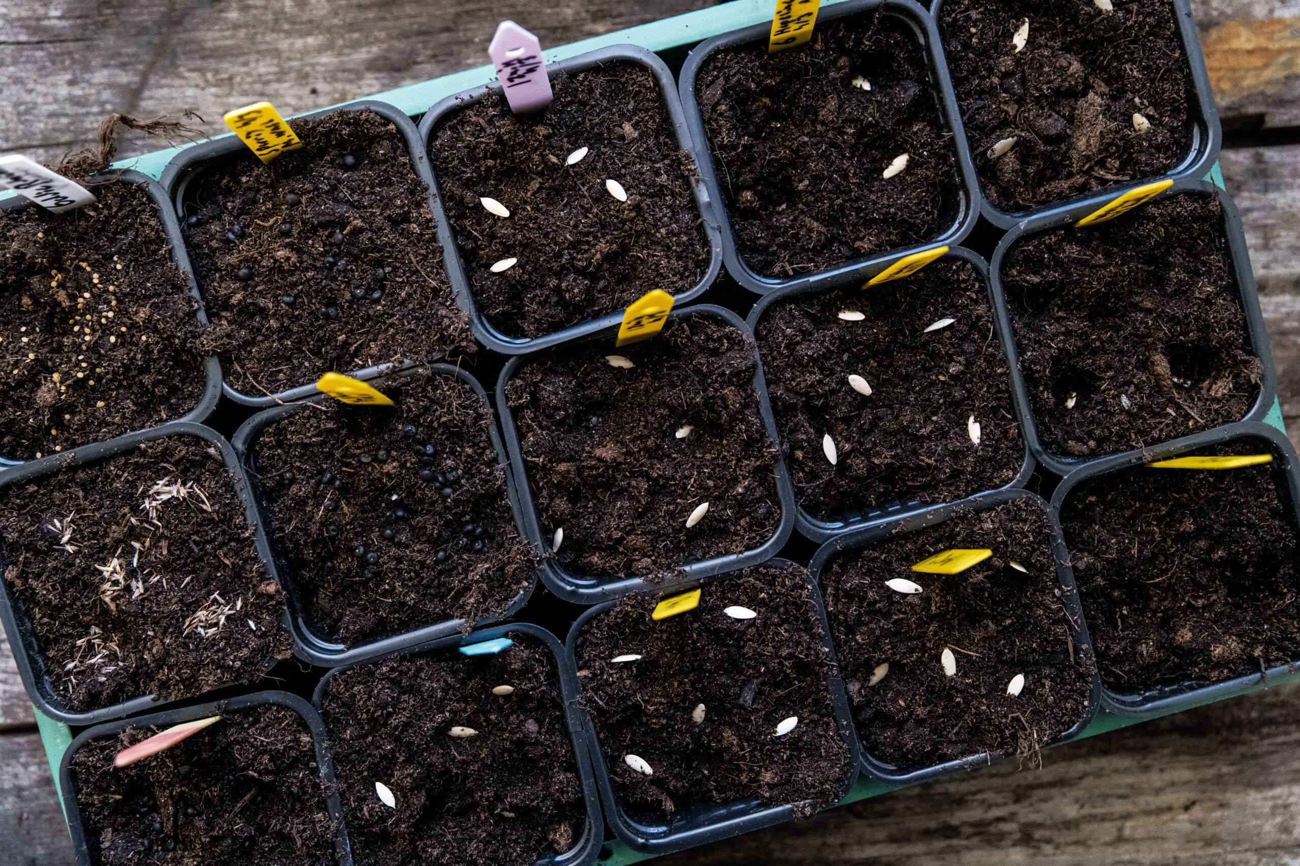 Grönsaker vi inte sår tidigt och varför