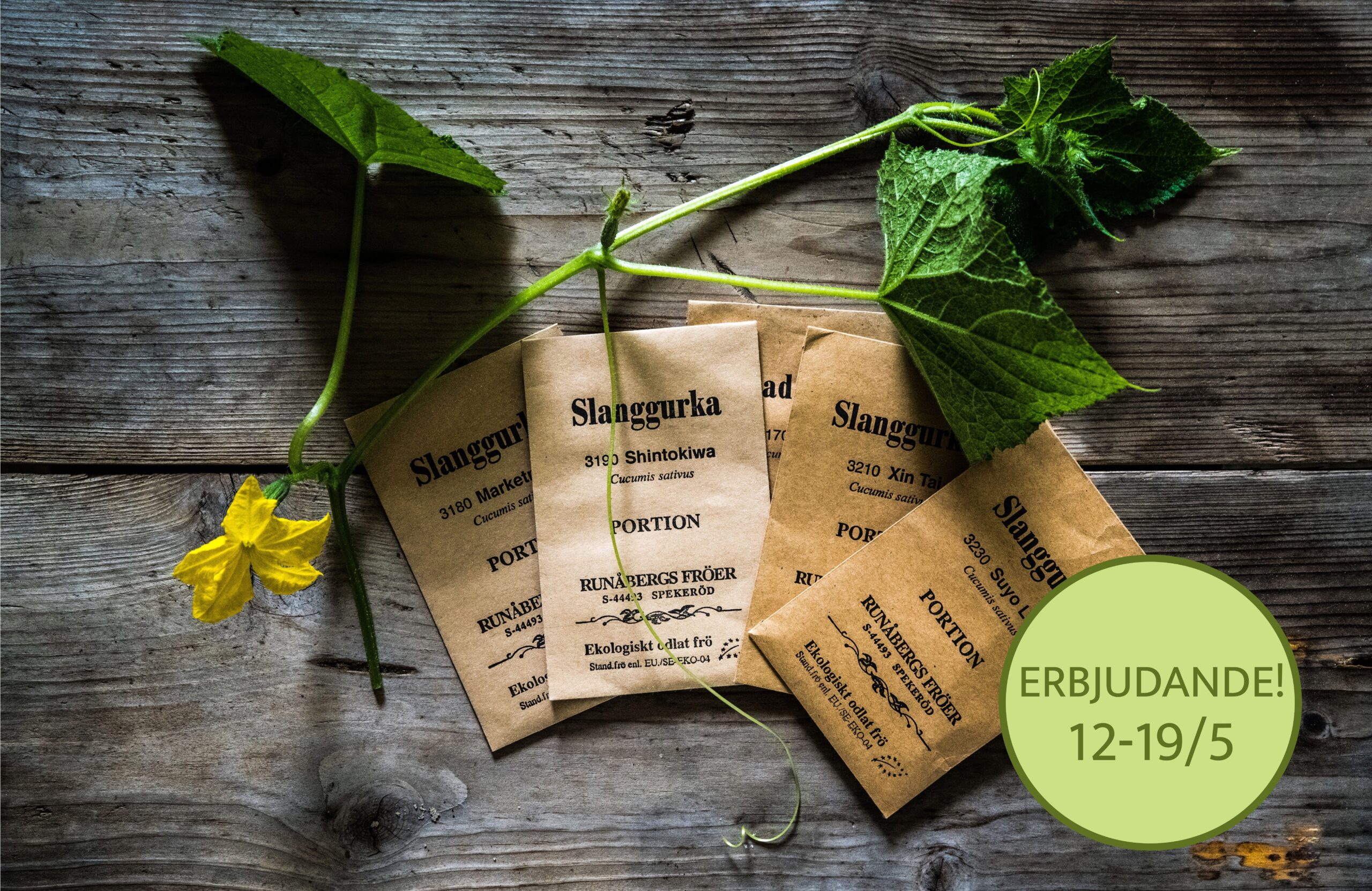 Runåbergs fröer – gurka