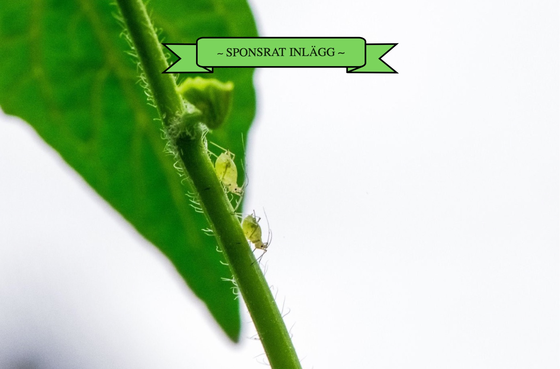 Bekämpa bladlöss med nyttodjur!