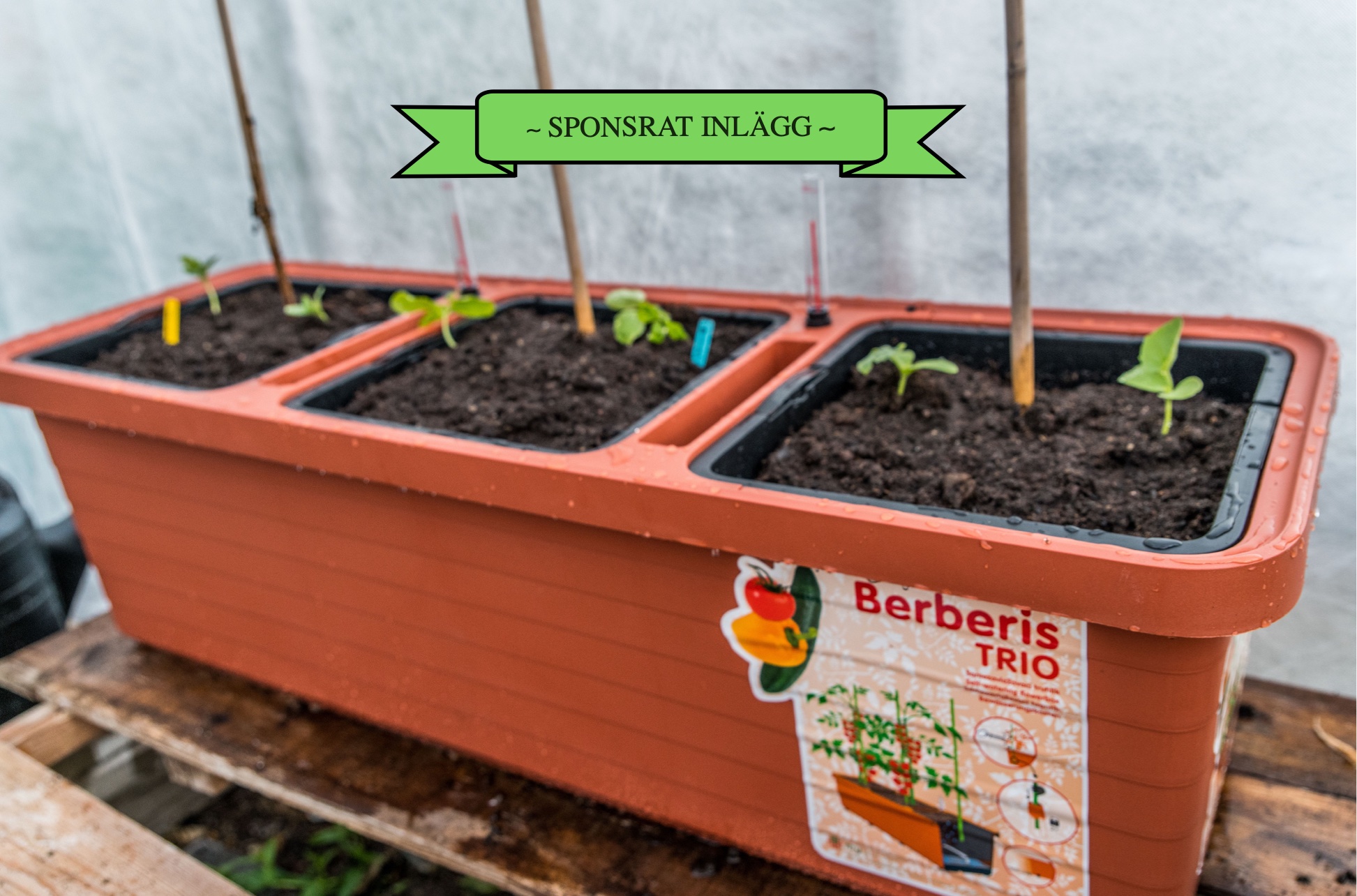 Vi odlar i Berberis odlingslåda