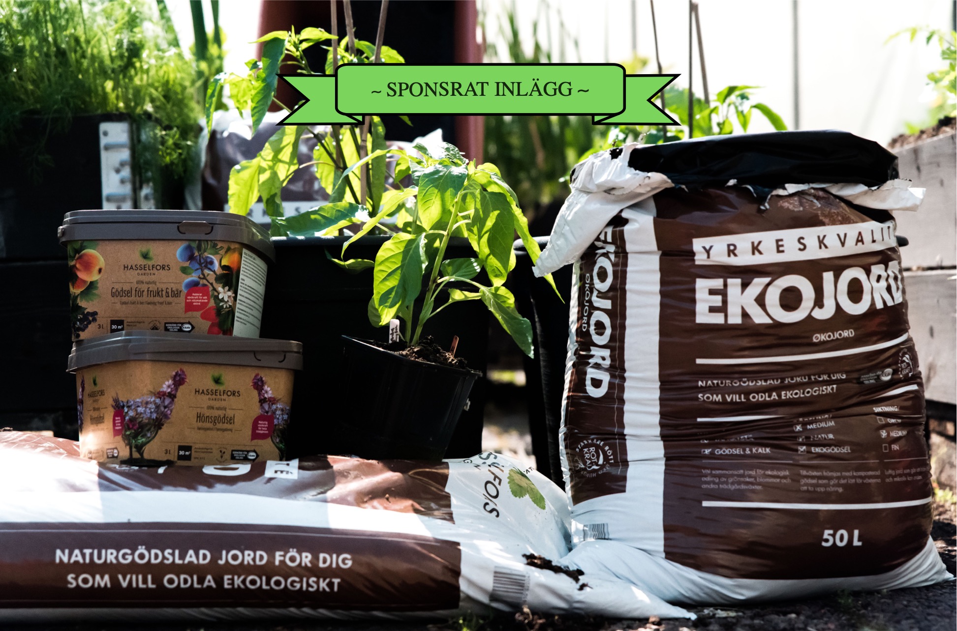 Plantera paprika i kruka