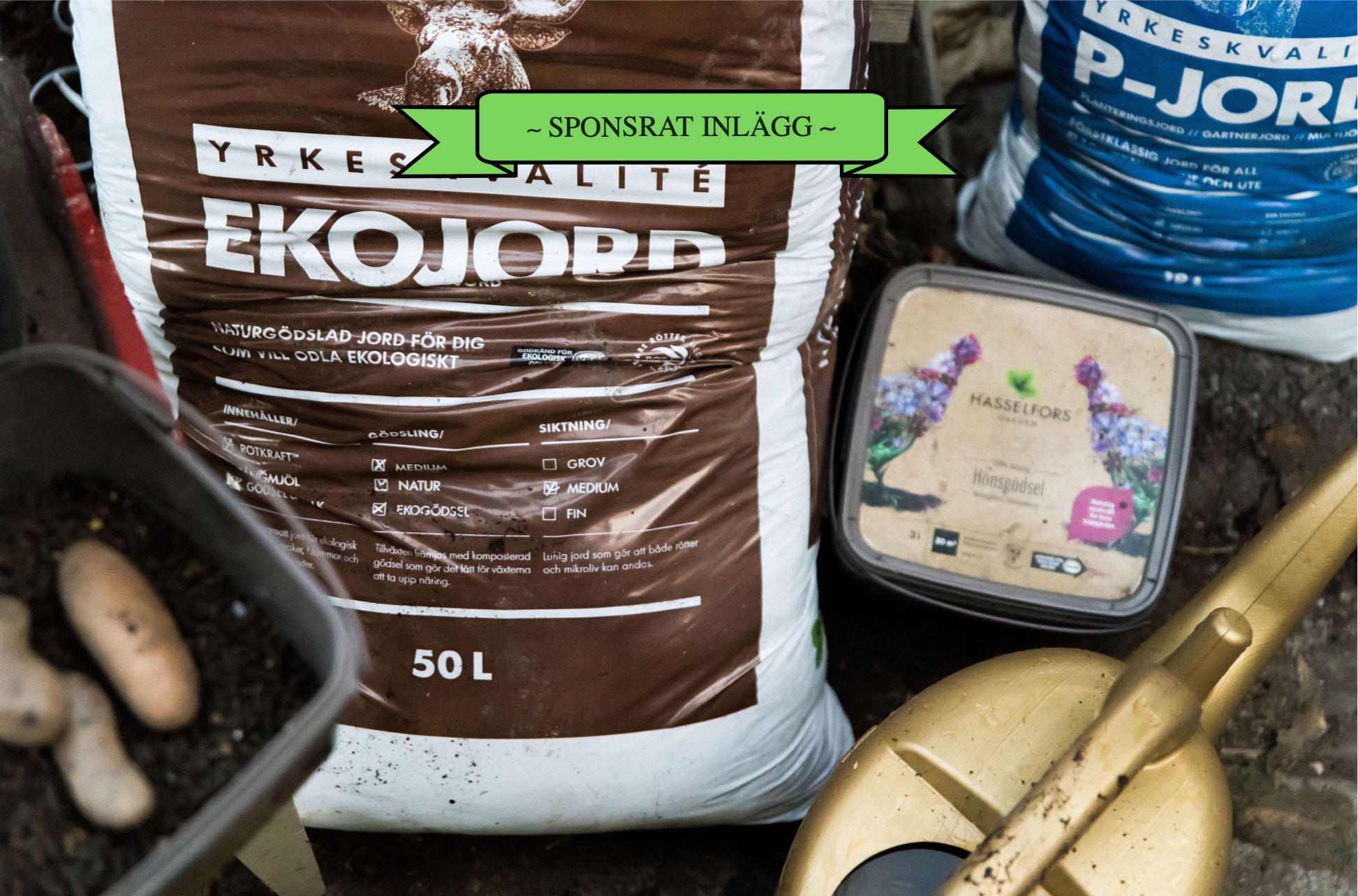 Odla potatis i kruka