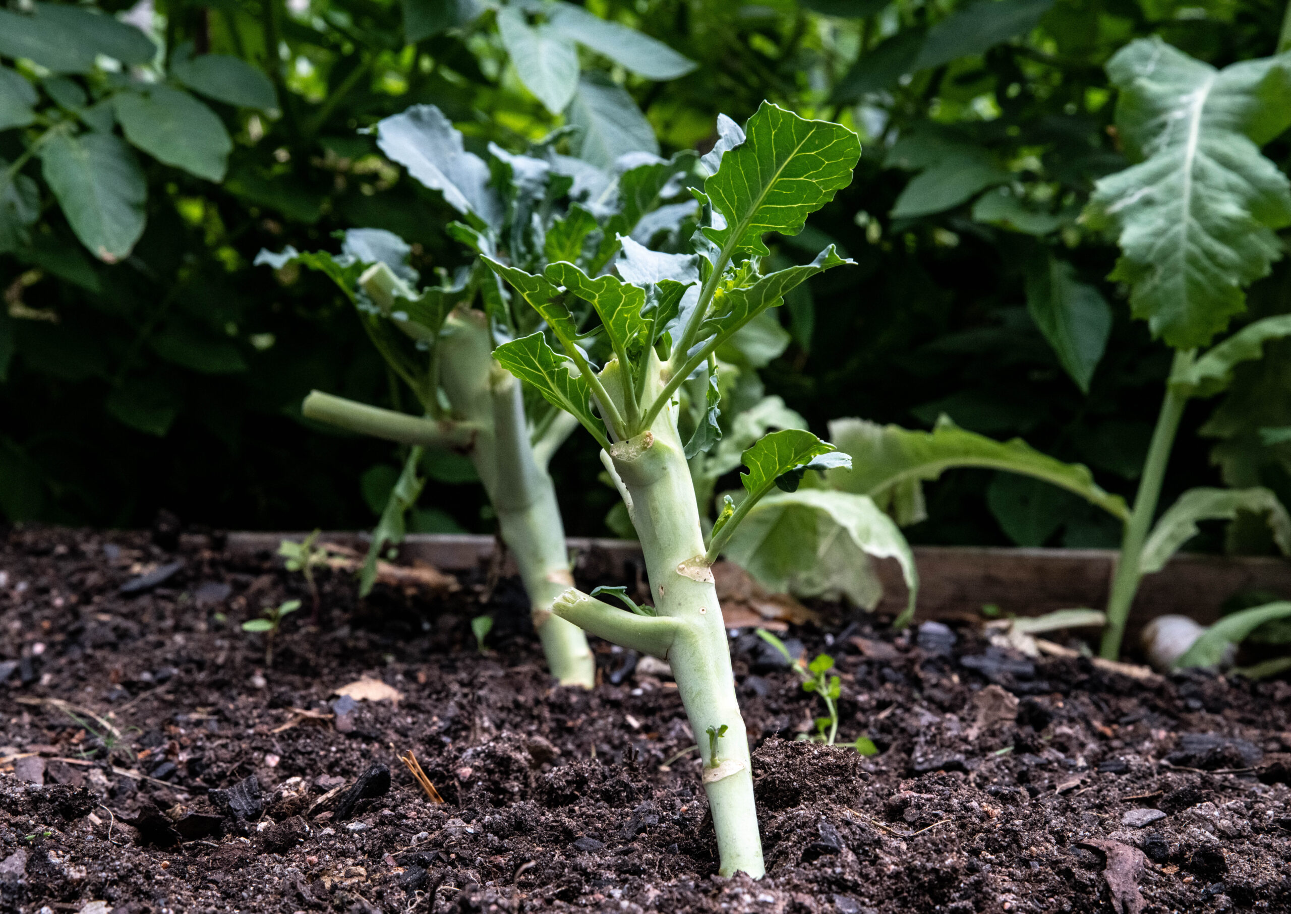 Ge din broccoli en ny chans