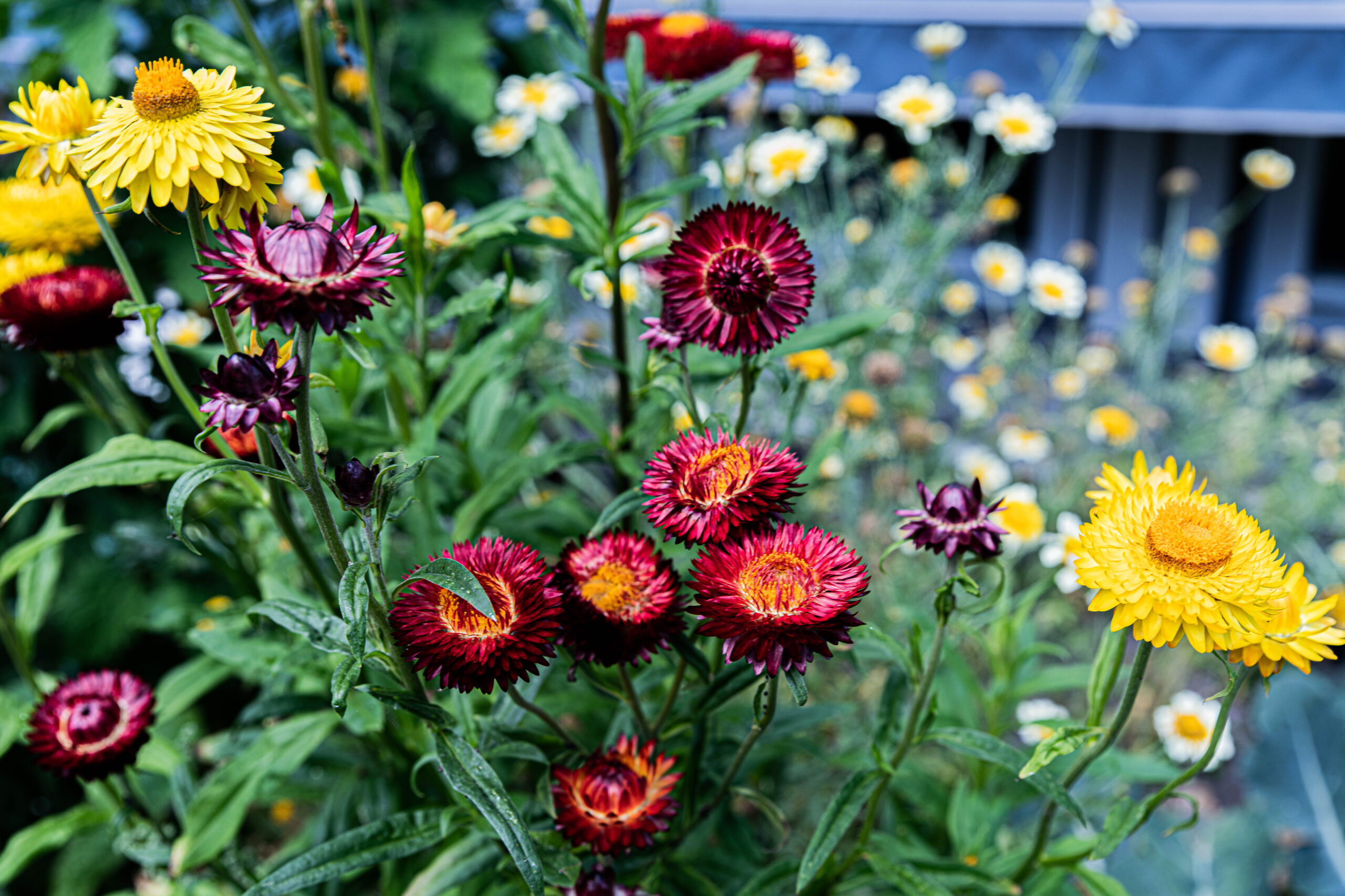 Odla eterneller och skapa blomsterfägring över lång tid