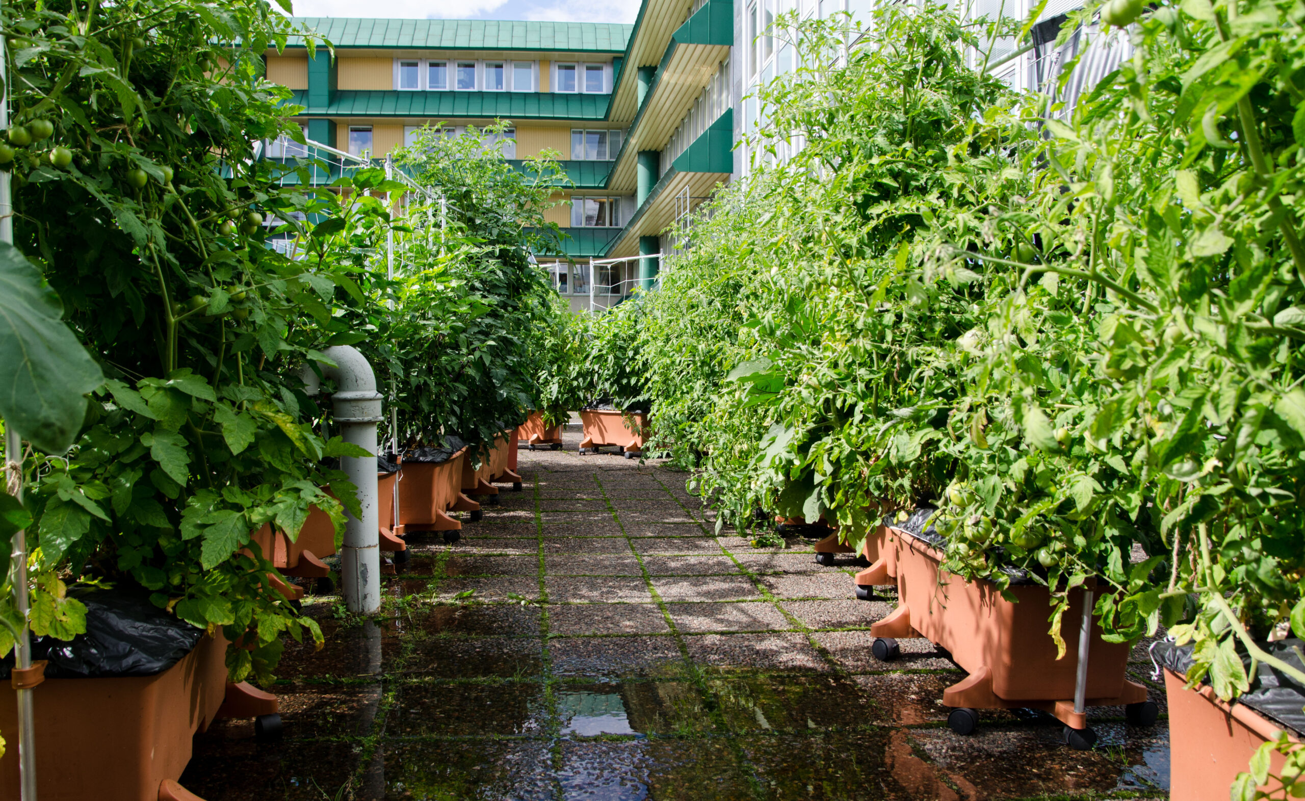 Takfarmen 31/8 – Föreläsning och rundvandring