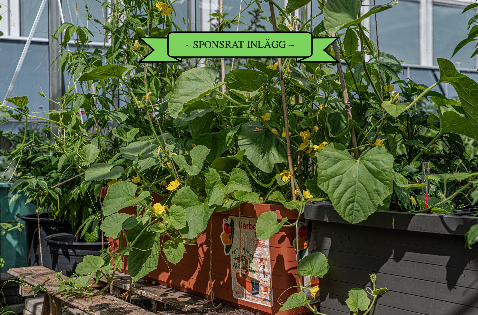 Odlingslådan Berberis, det växer så att det knakar.