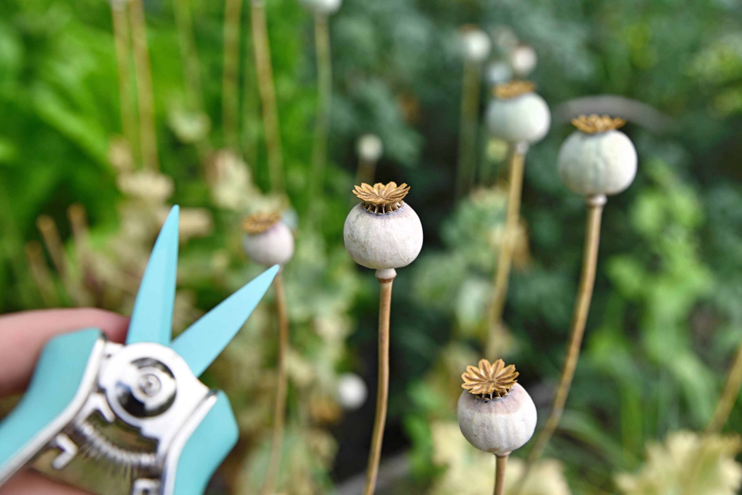 Skörda vallmofrön till brödbaket