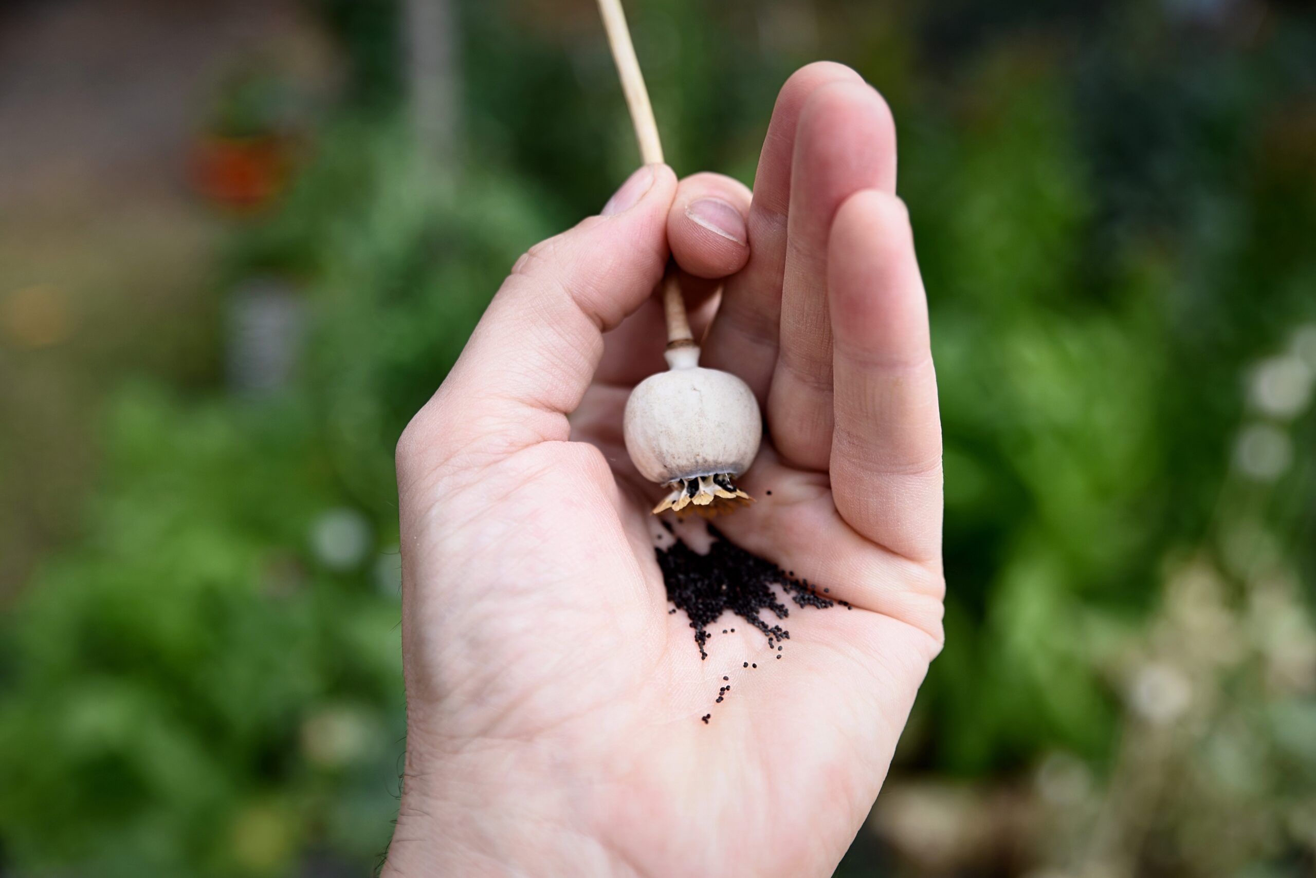 Sommarså vallmo – den ettåriga med de ätbara fröna.