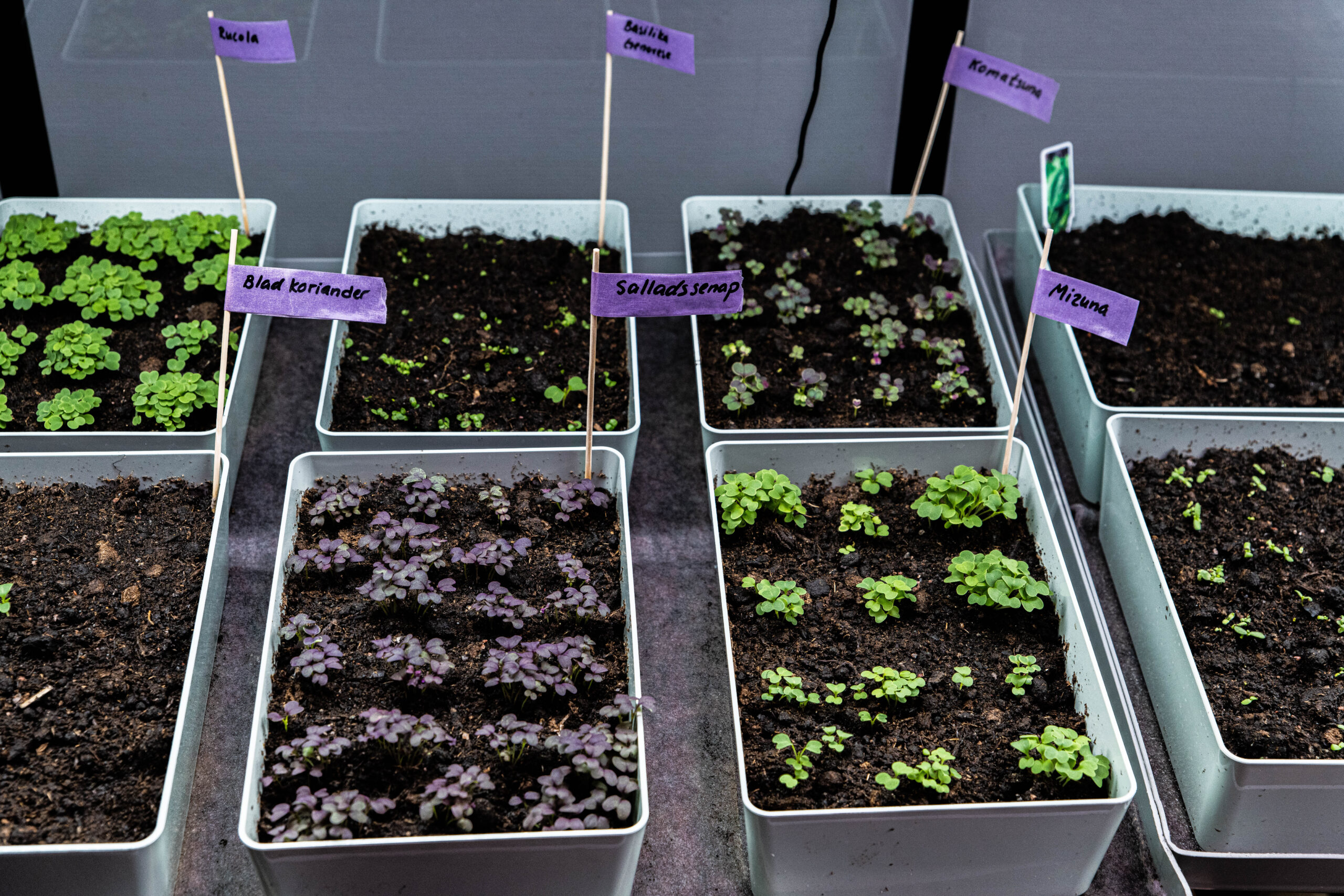 Odla småblad inomhus under växtbelysningen