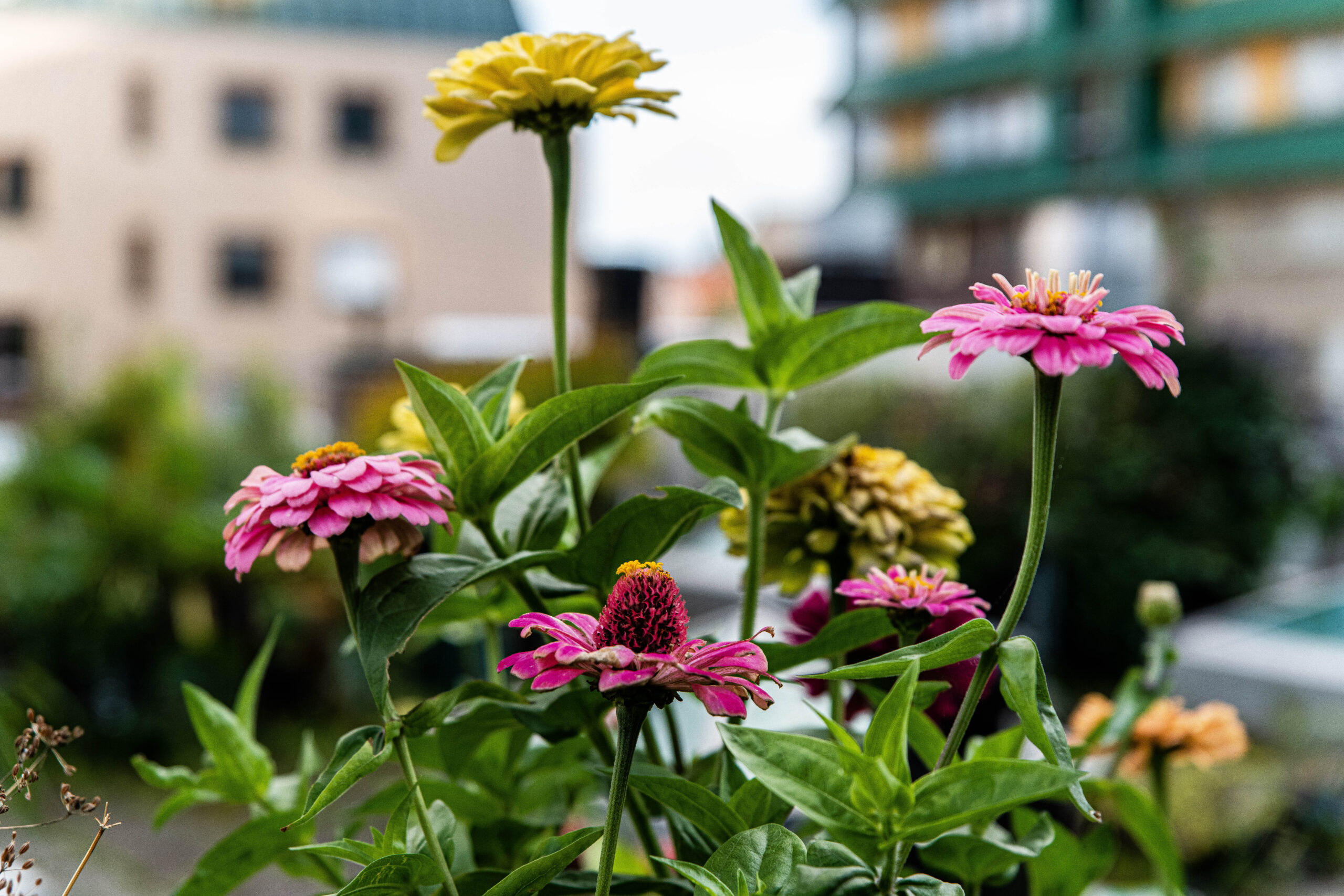 Zinnia en kärleksförklaring!