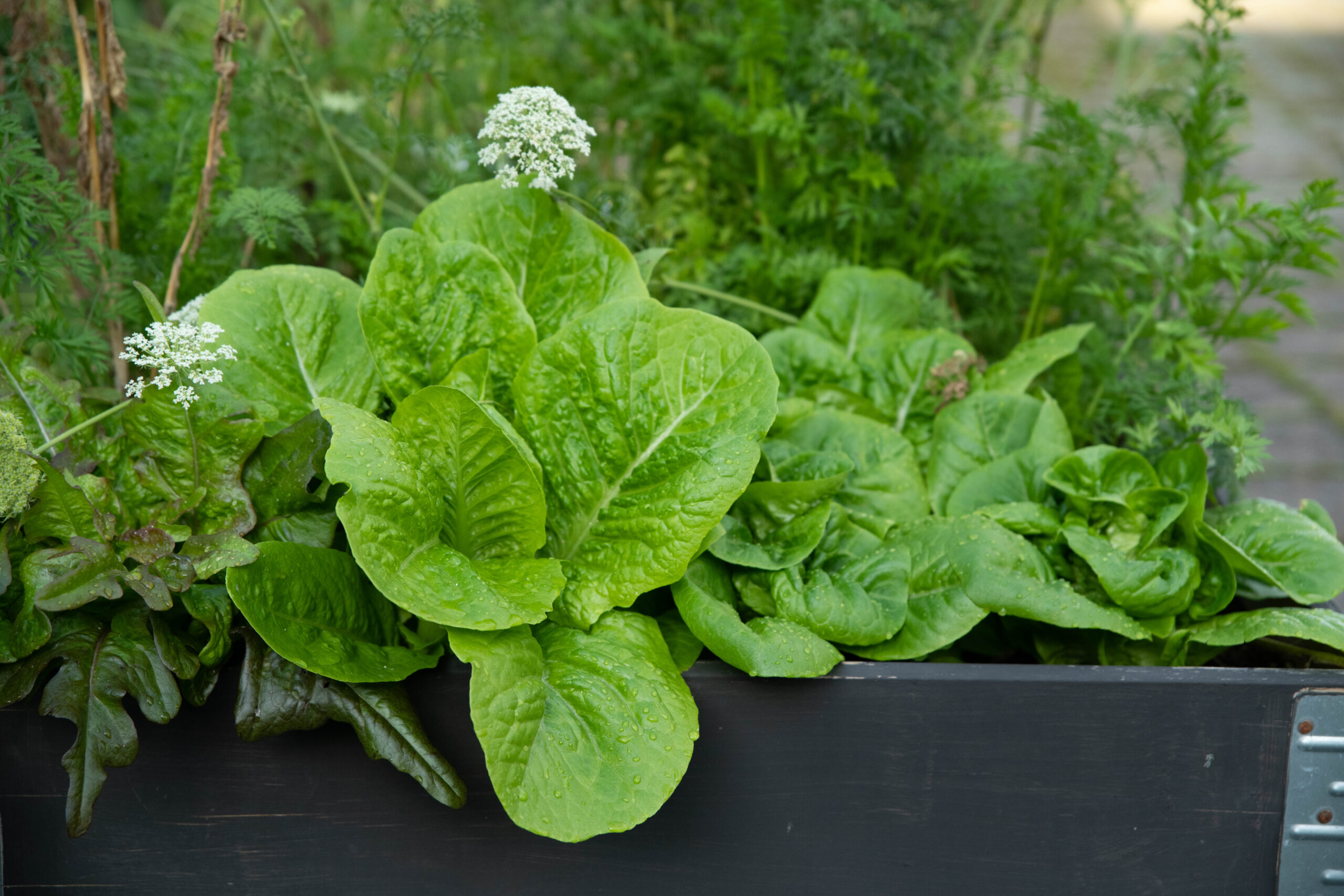 Gott med sallat – våra bästa sallatsrecept