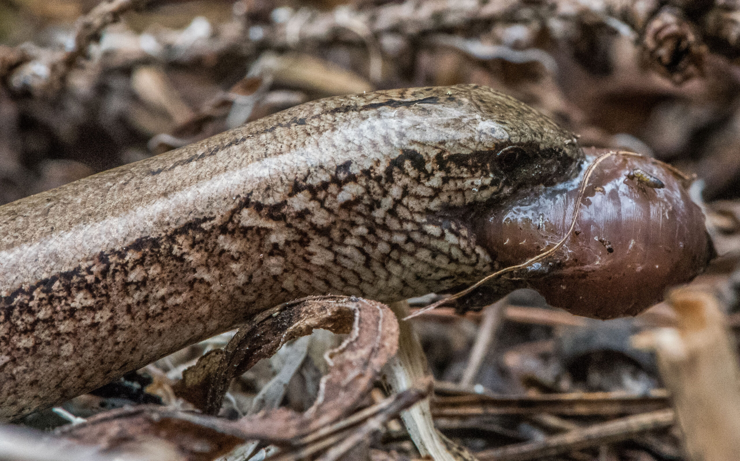 Vem äter upp dina maskar?