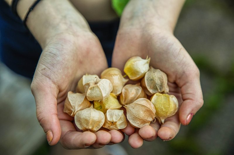 Våra goda gyllenbär