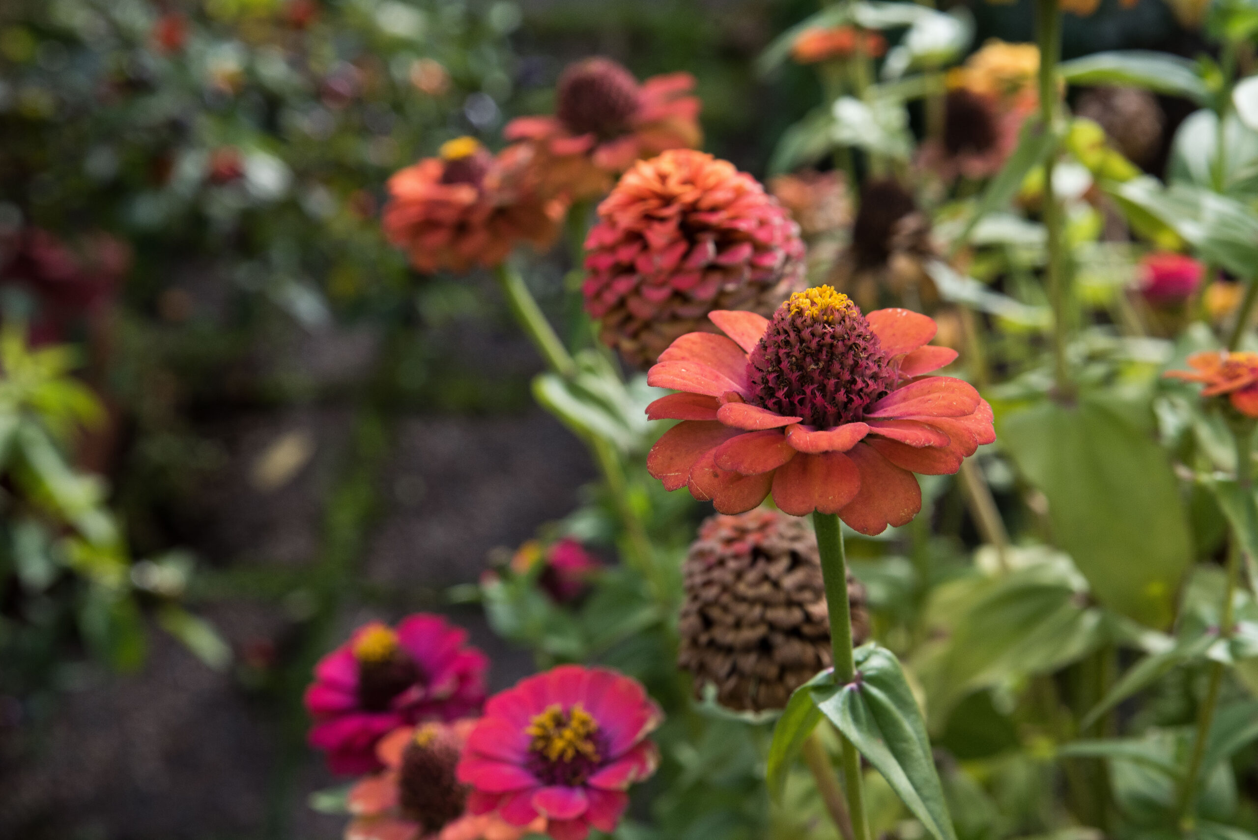 Odla kallt – vårså zinnia