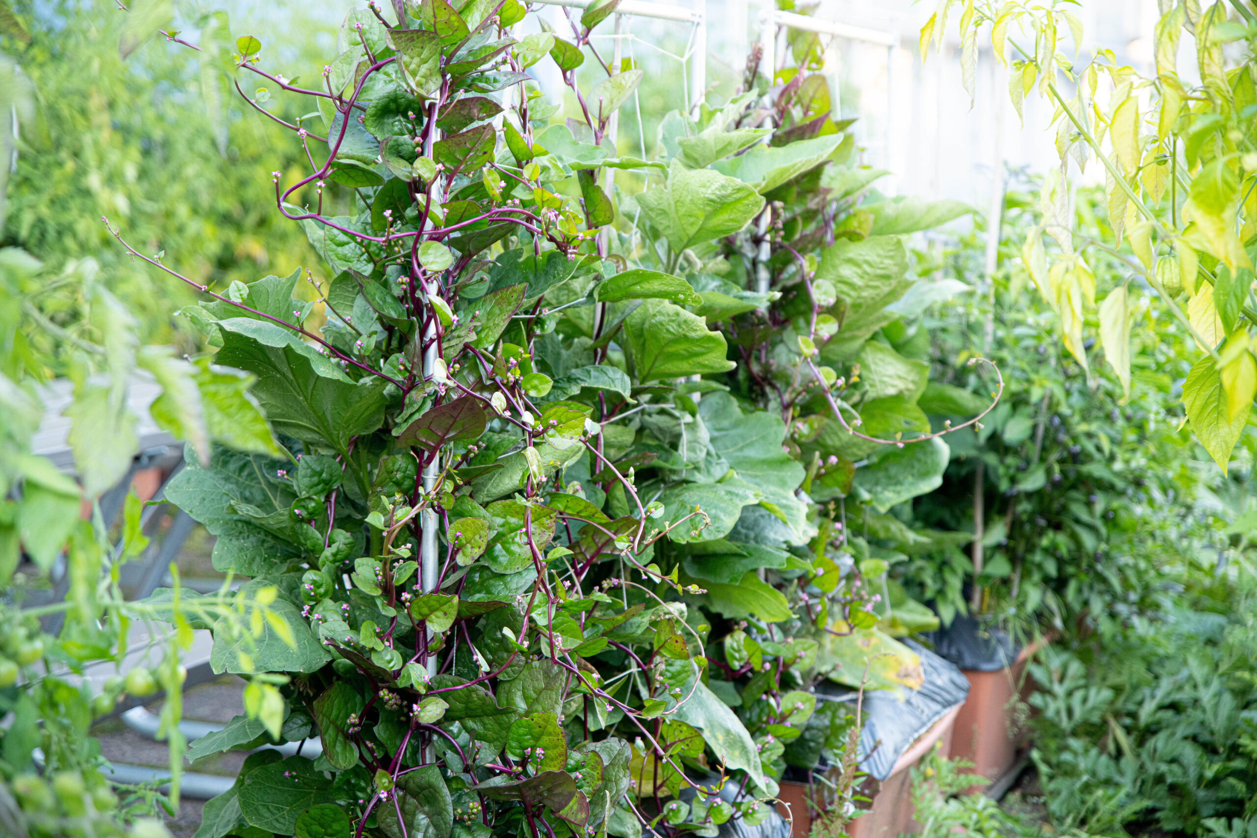 Malabarspenat – sticklingar, övervintring och egna frön