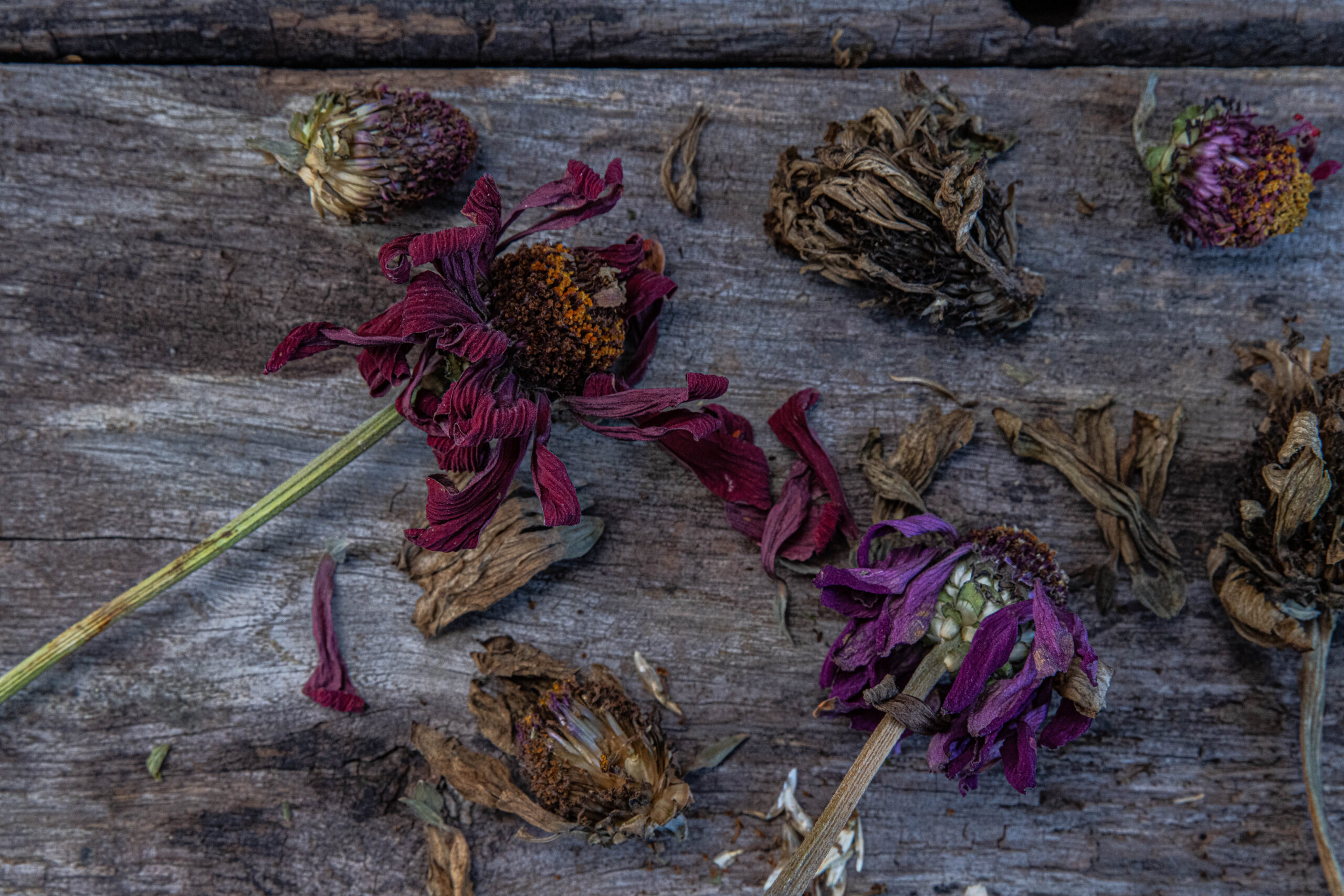 Så skördar vi frön från zinnia