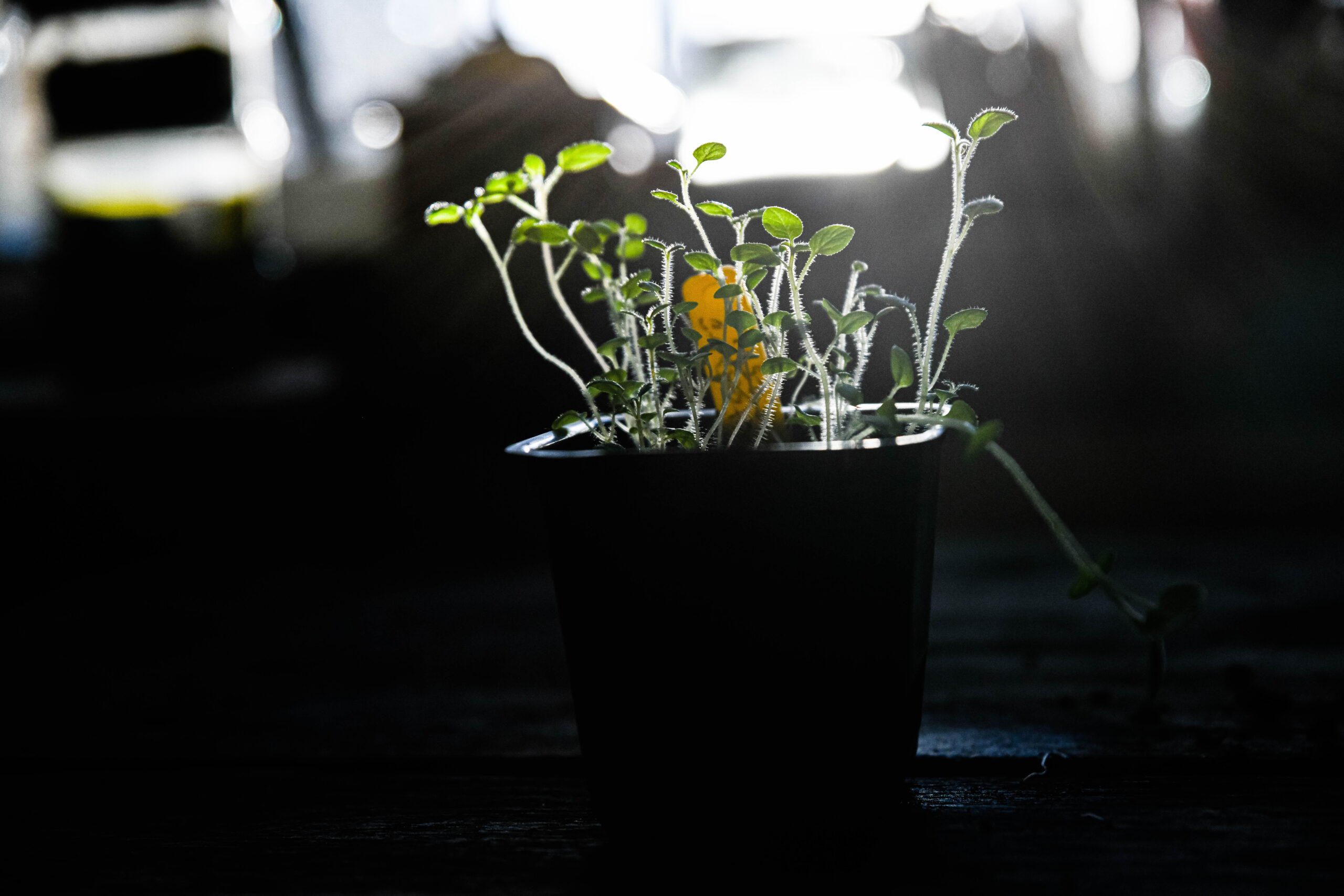 Så lyckades jag odla fram potatis från eget frö