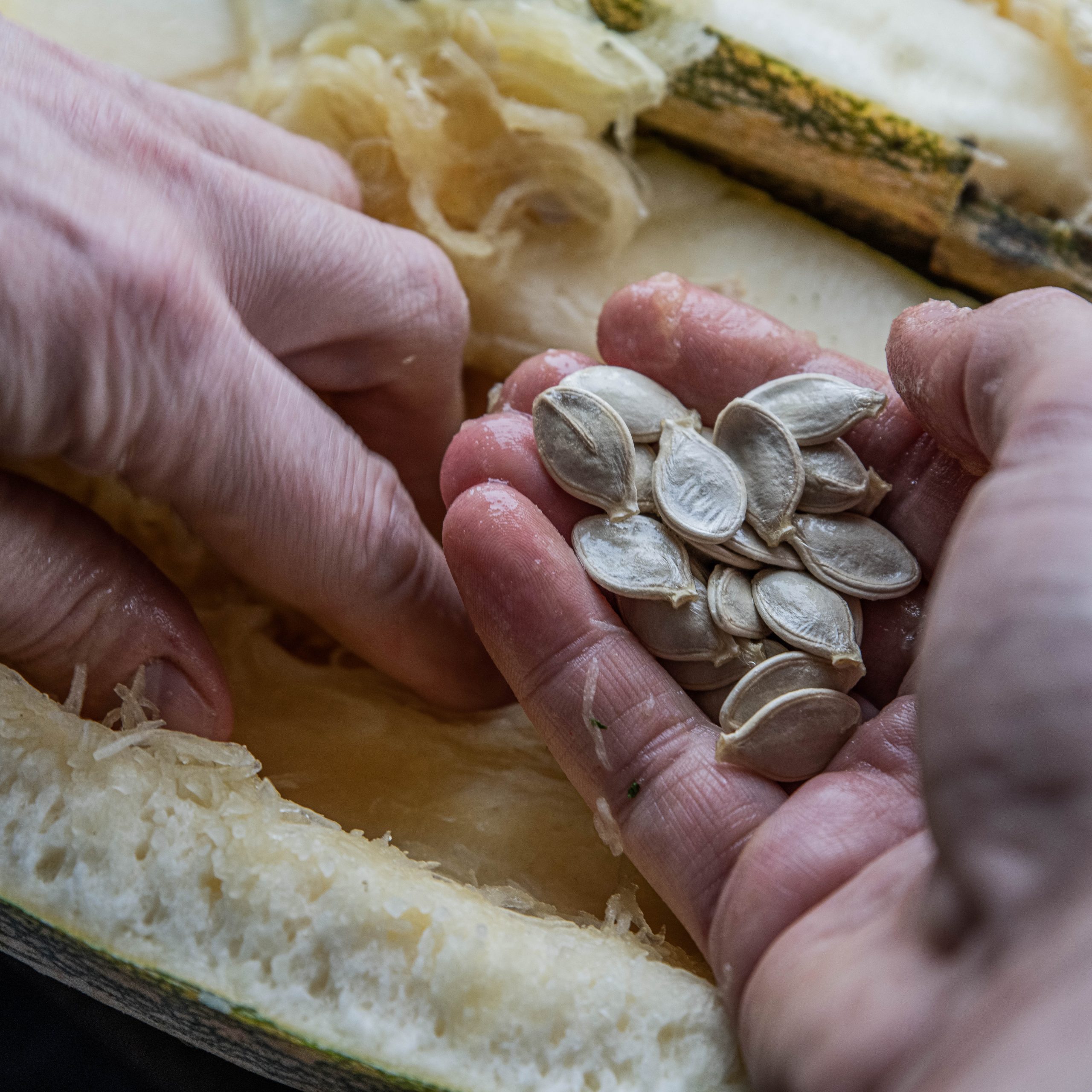 Fröodling – undvika korsningar och välja sortäkta frön