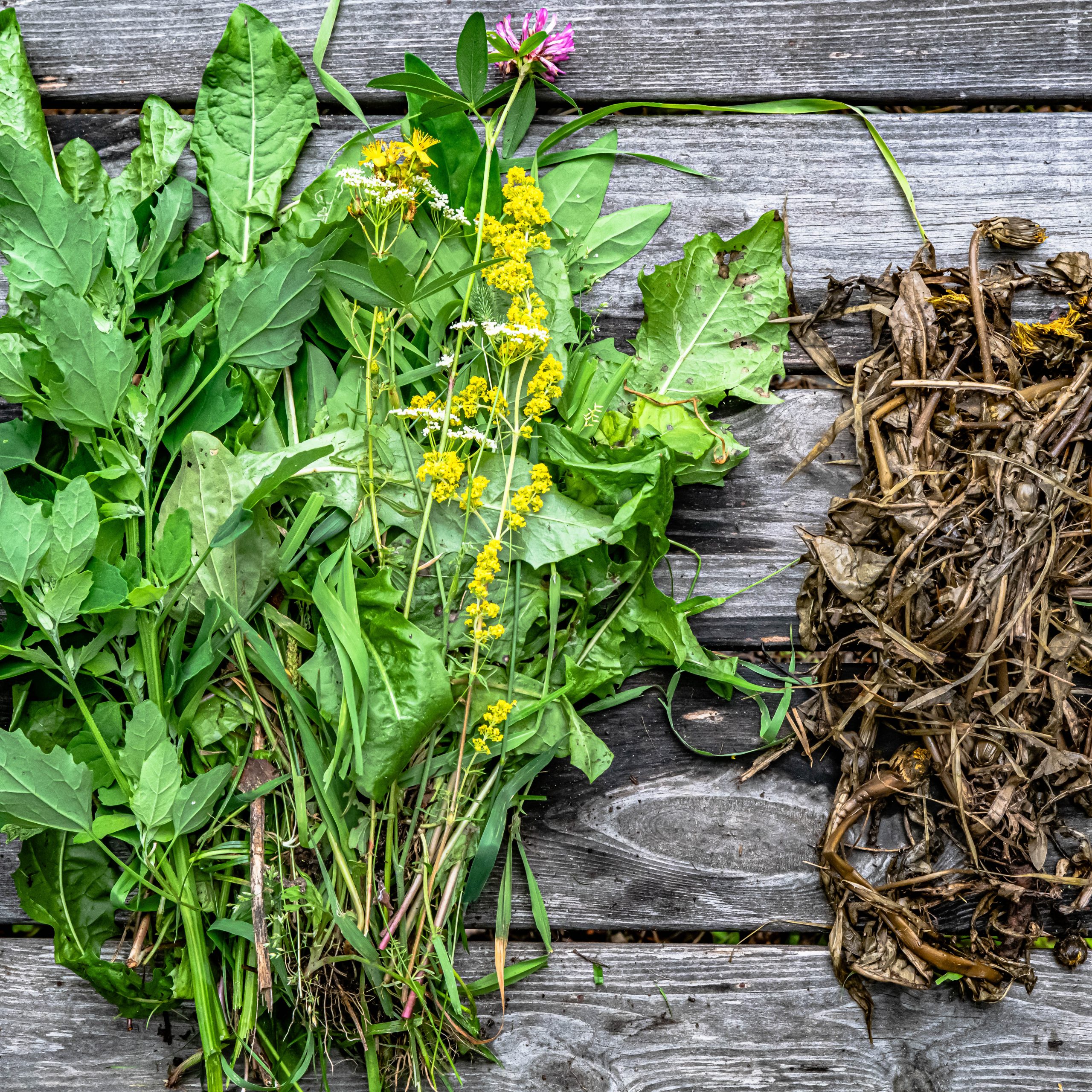 Gör gratis gödsel av ditt ogräs